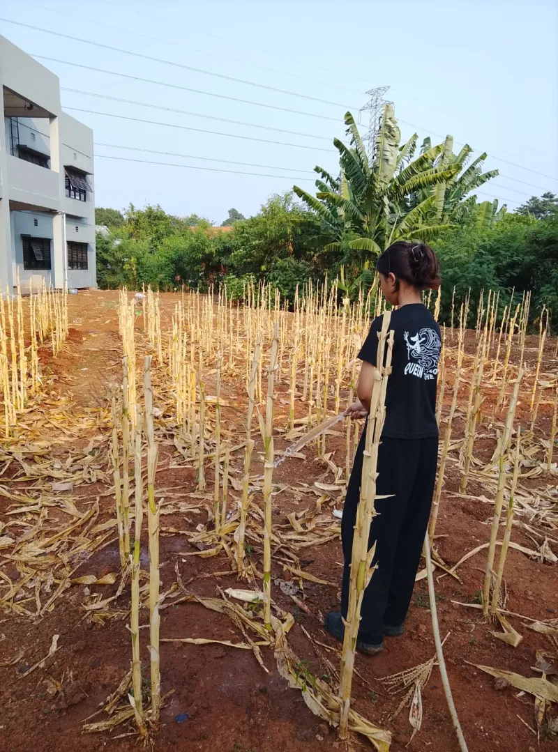 KEBUN SMKN 74 JAGAKARSA JAKARTA SELATAN - Gambar 249