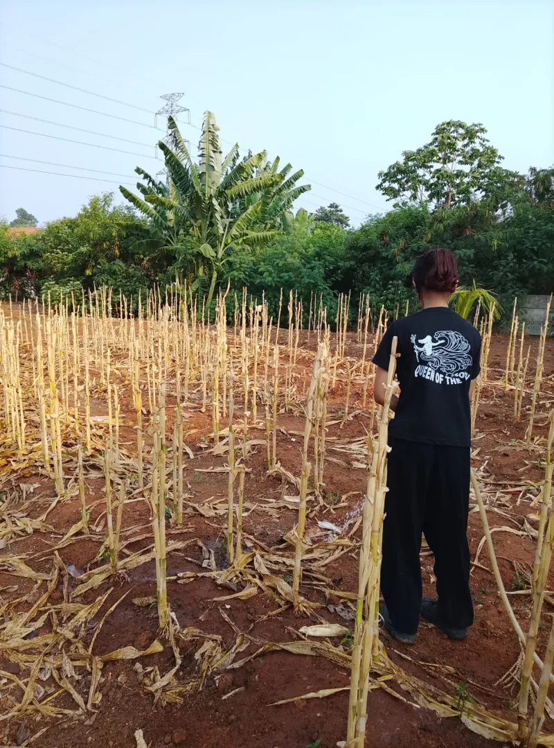 KEBUN SMKN 74 JAGAKARSA JAKARTA SELATAN - Gambar 248