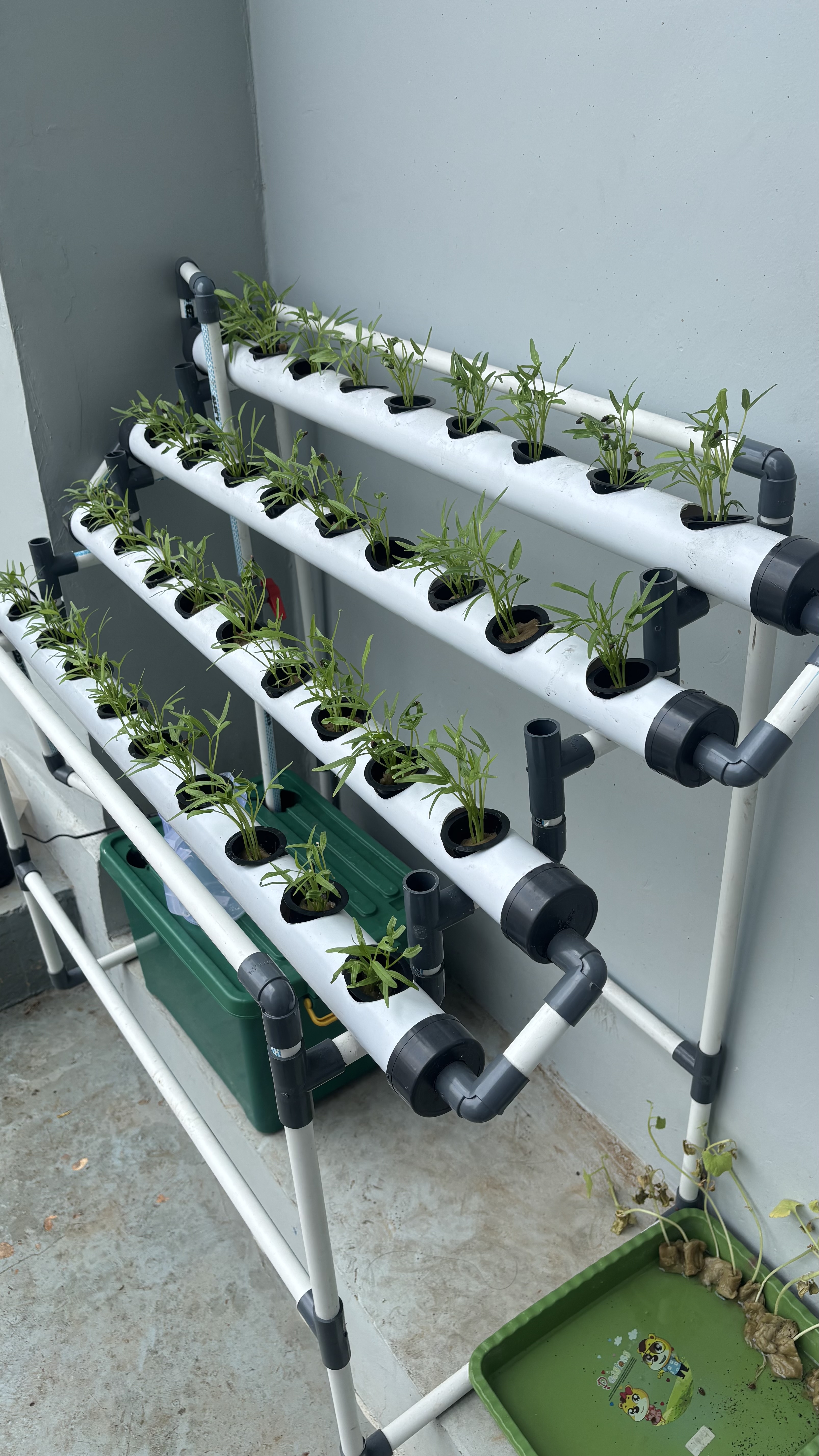 Lahan Urban Farming SMAN 116 Jakarta - Gambar 116