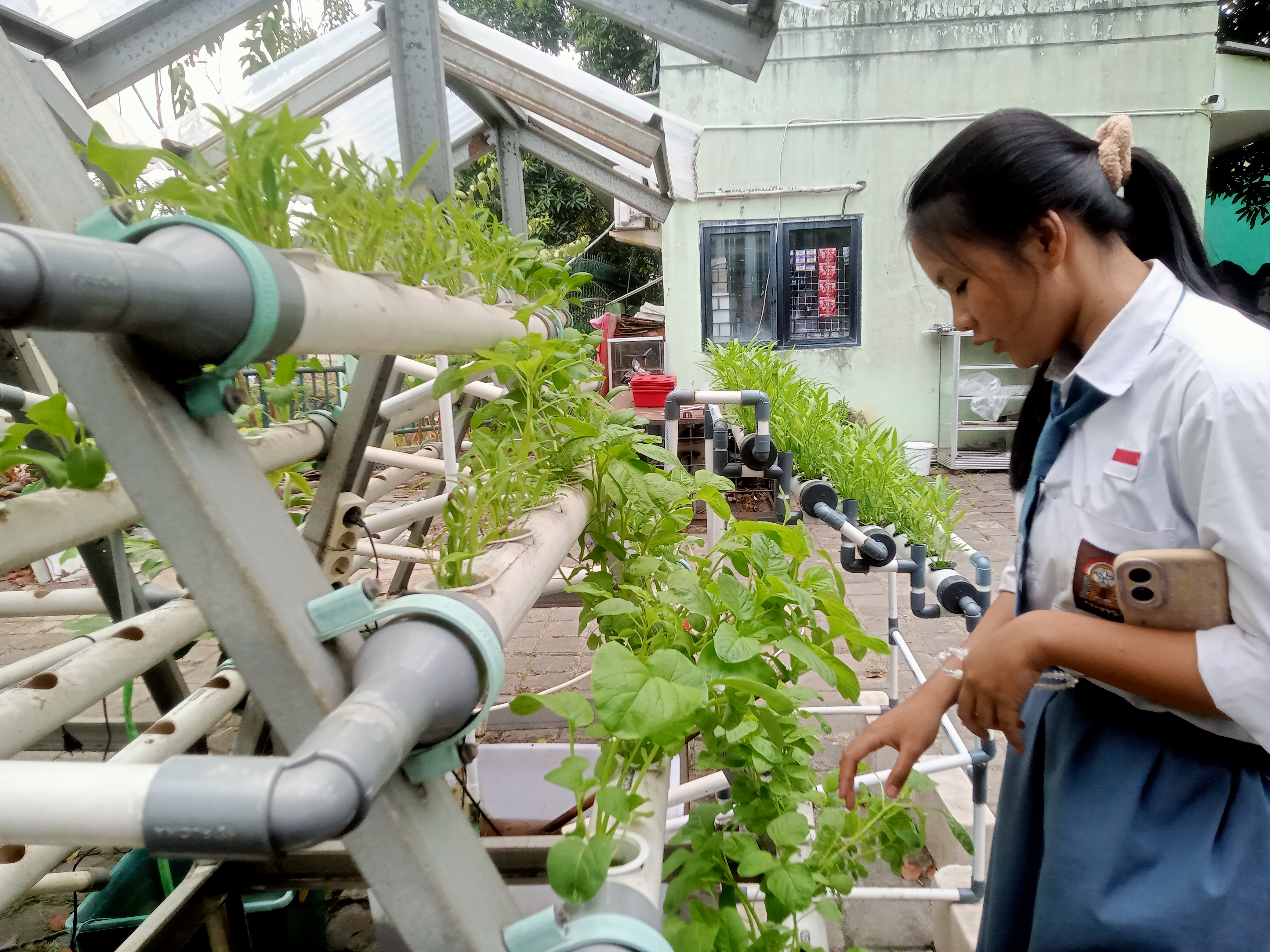 Lahan Urban Farming SMKN 59 Jakarta - Gambar 193