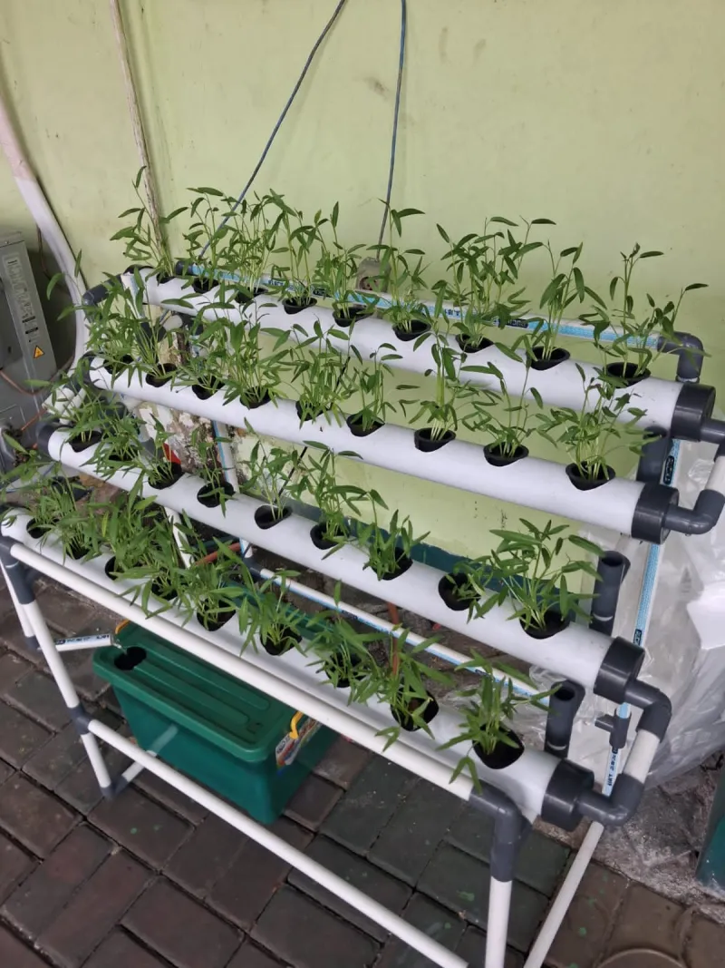 Lahan Urban Farming SMAN 63 Jakarta - Gambar 67