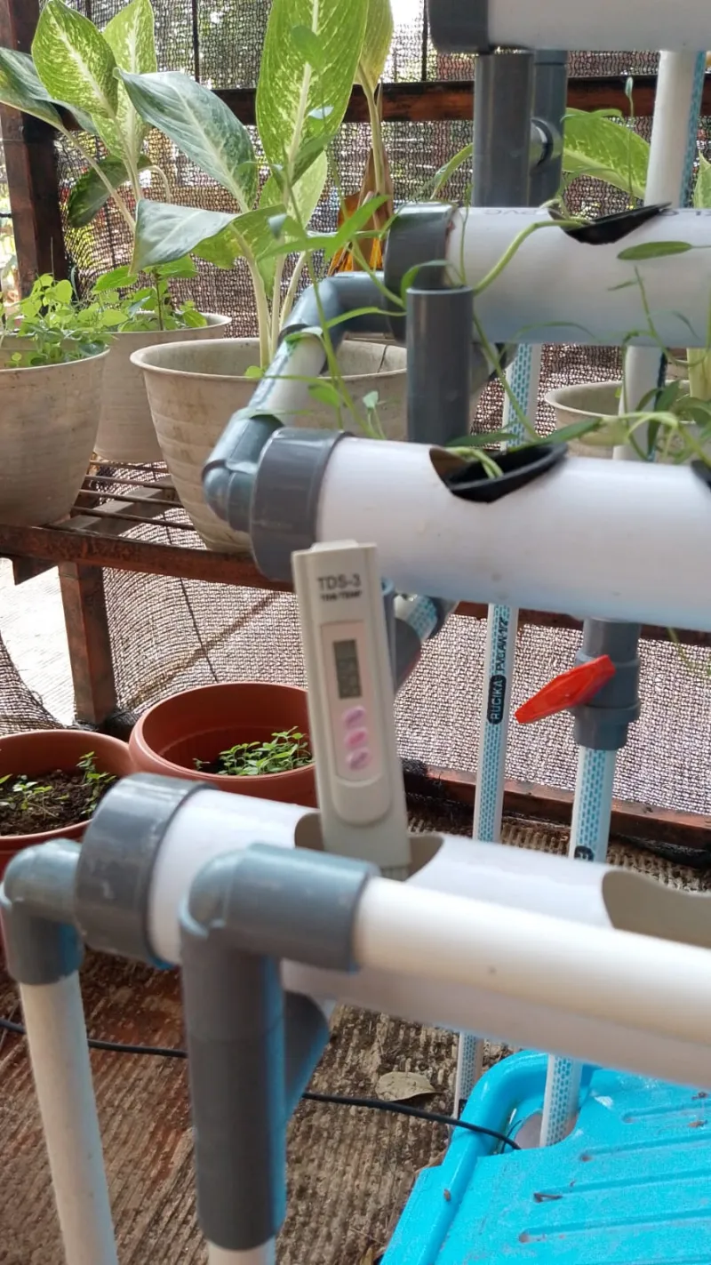 Lahan Urban Farming SMAN 109 Jakarta - Gambar 191