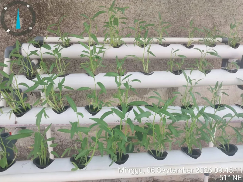 Lahan Urban Farming SDN Bintaro 09 - Gambar 135