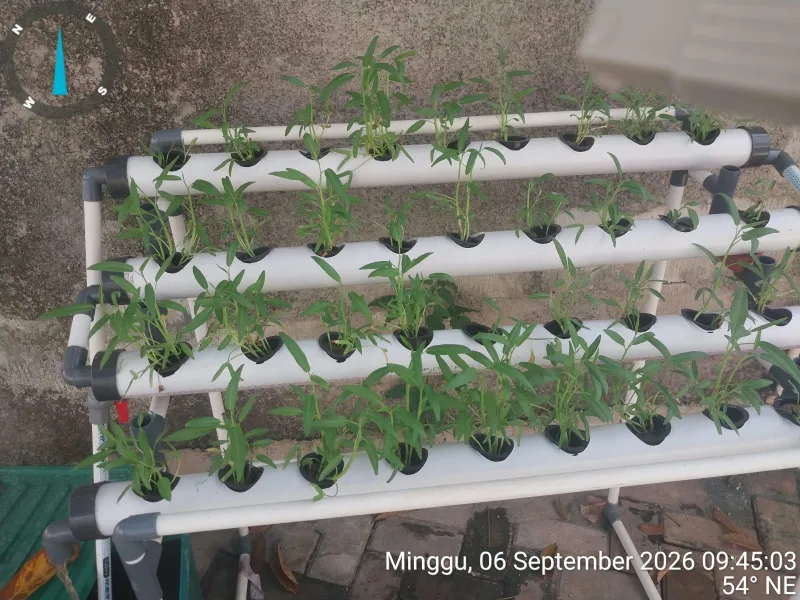 Lahan Urban Farming SDN Bintaro 09 - Gambar 134