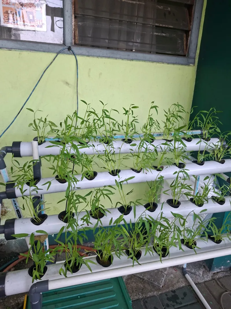Lahan Urban Farming SMAN 63 Jakarta - Gambar 65