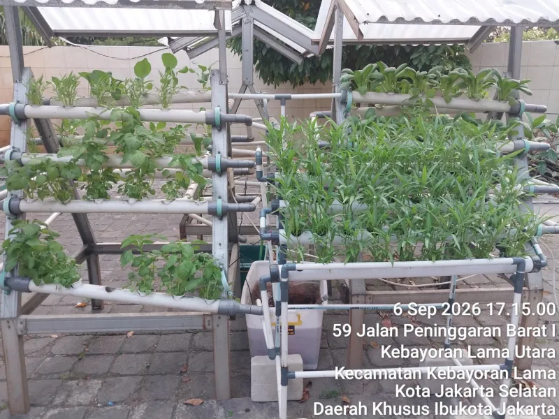 Lahan Urban Farming SMKN 59 Jakarta - Gambar 189