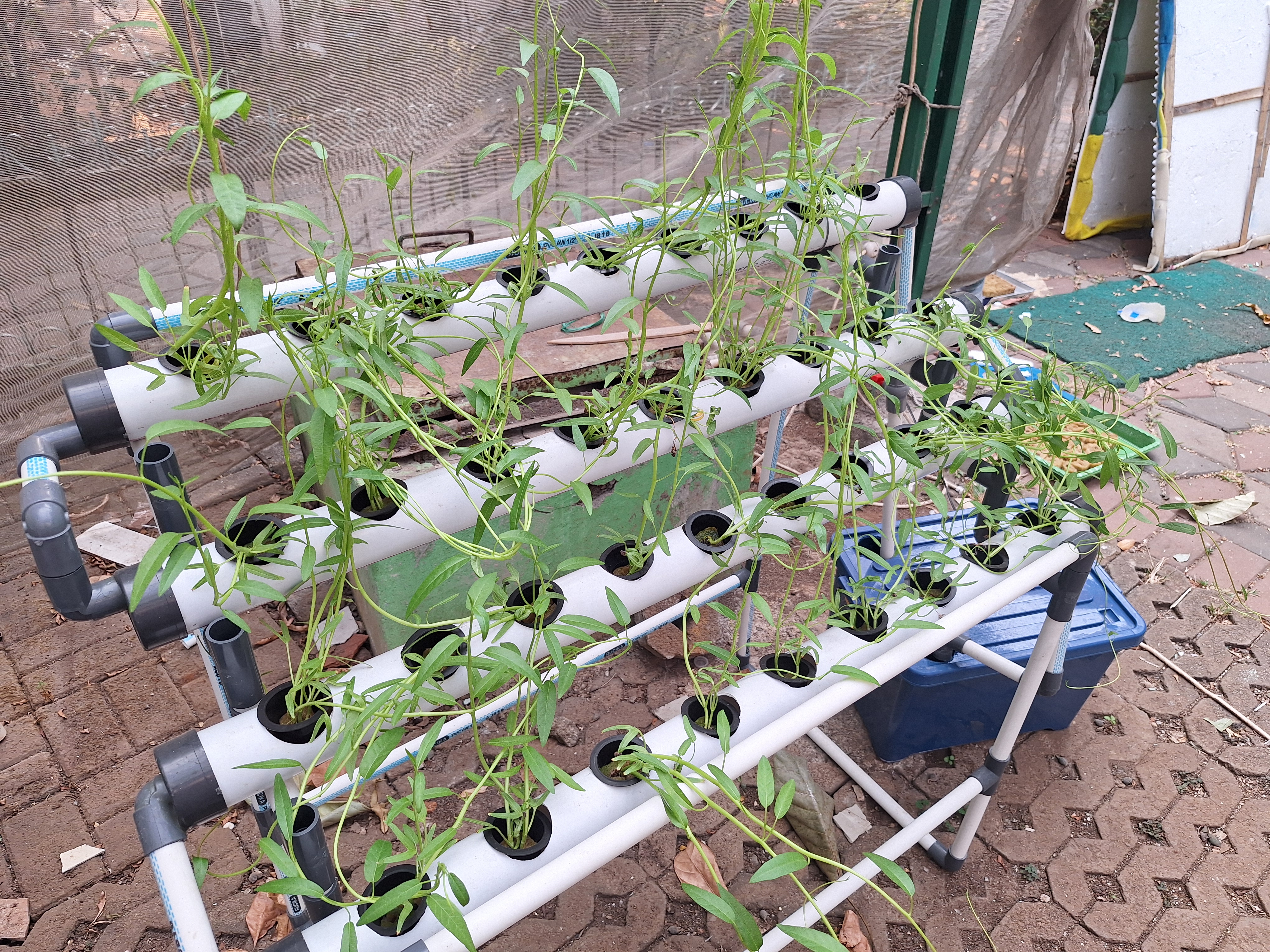 Lahan Urban Farming SMAN 34 Jakarta - Gambar 61