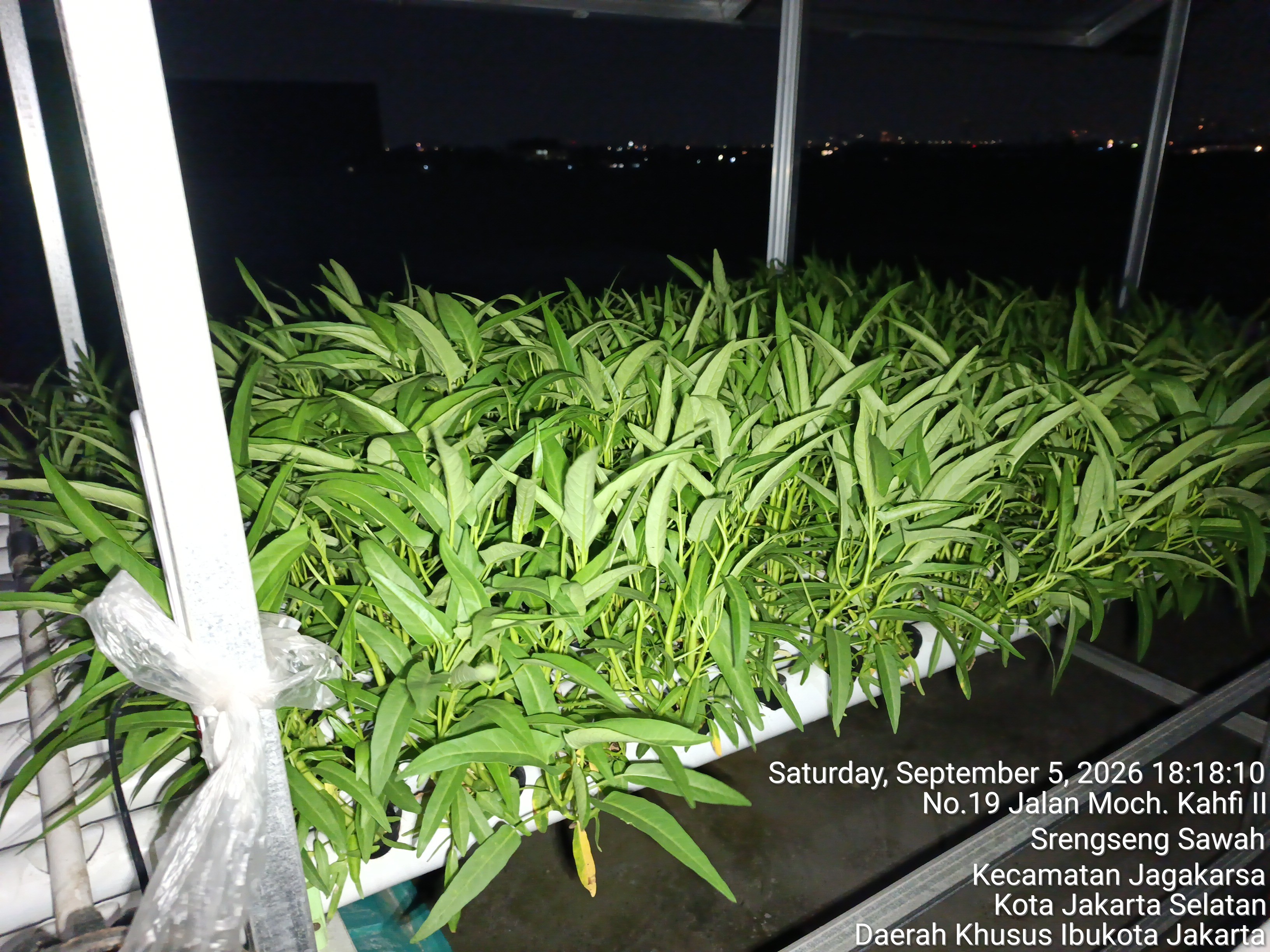 KEBUN SMKN 74 JAGAKARSA JAKARTA SELATAN - Gambar 242