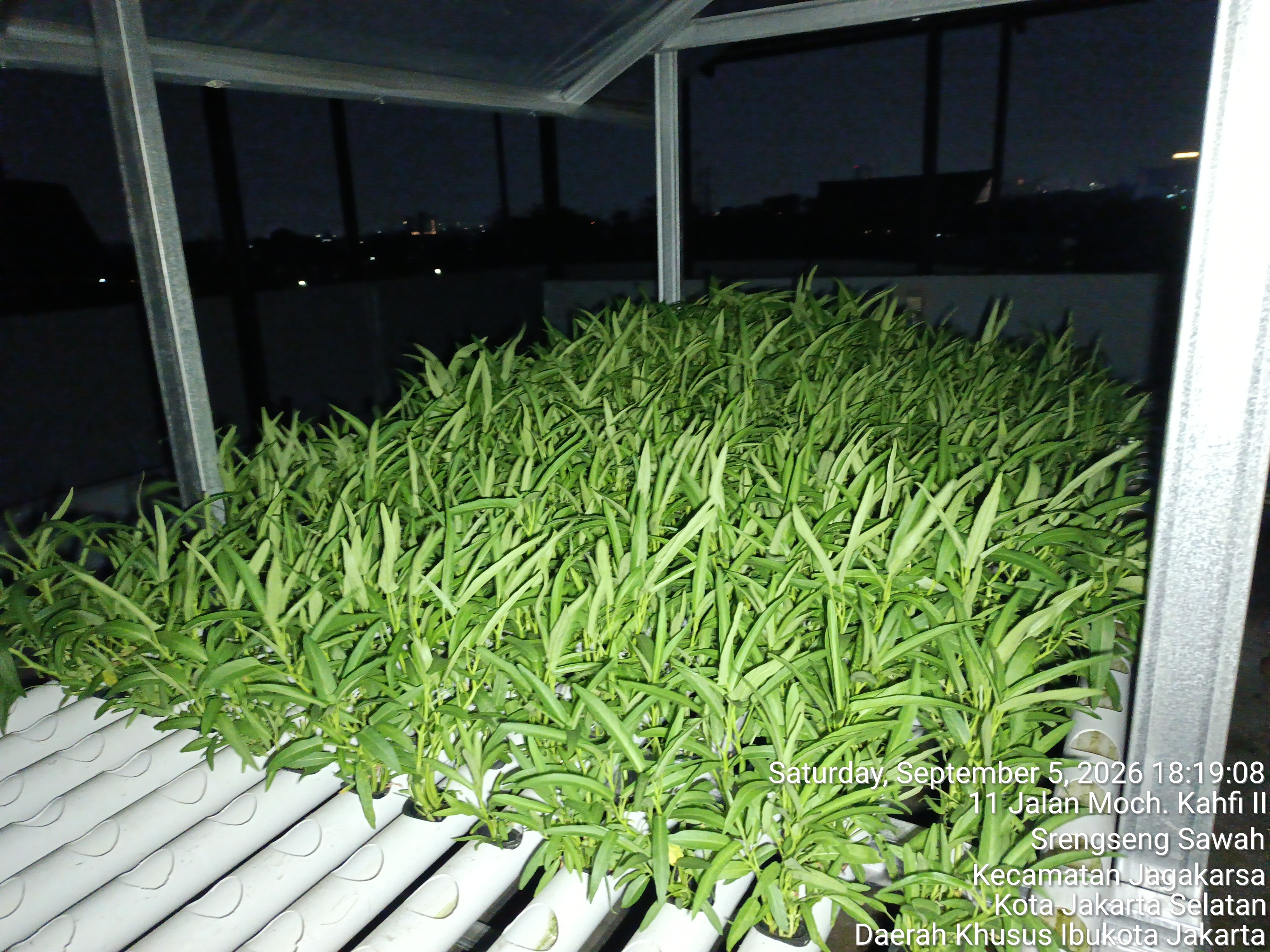KEBUN SMKN 74 JAGAKARSA JAKARTA SELATAN - Gambar 239