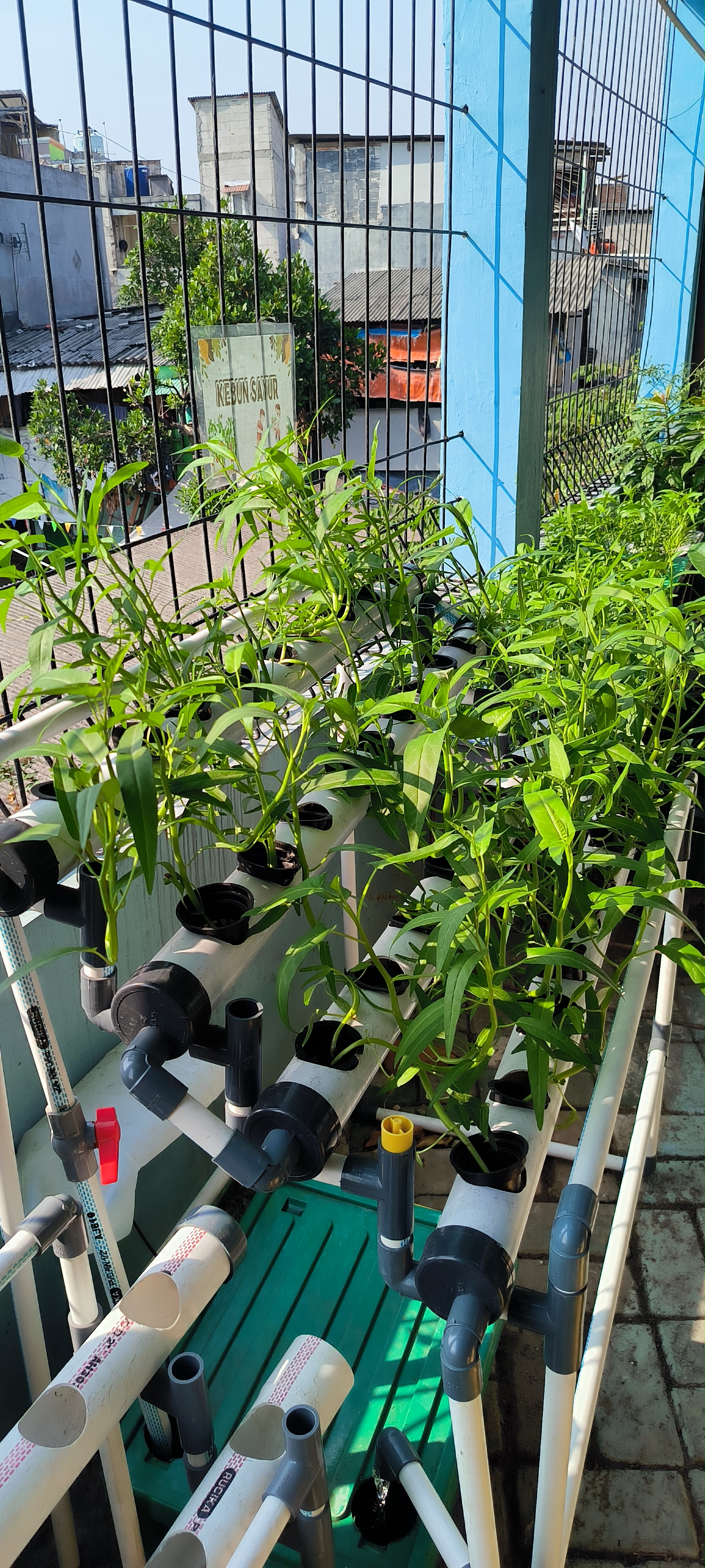 Lahan Urban Farming SMKN 43 Jakarta - Gambar 157