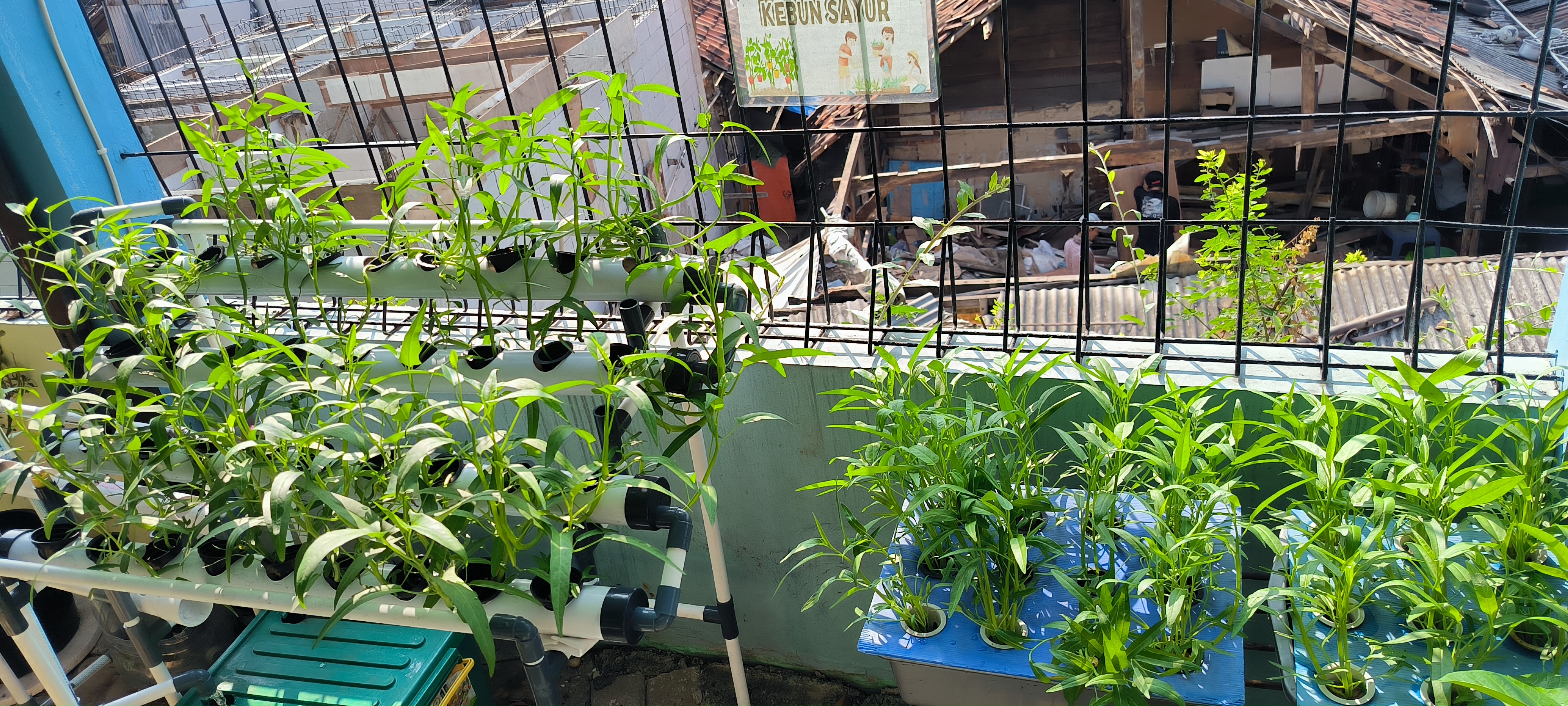 Lahan Urban Farming SMKN 43 Jakarta - Gambar 158