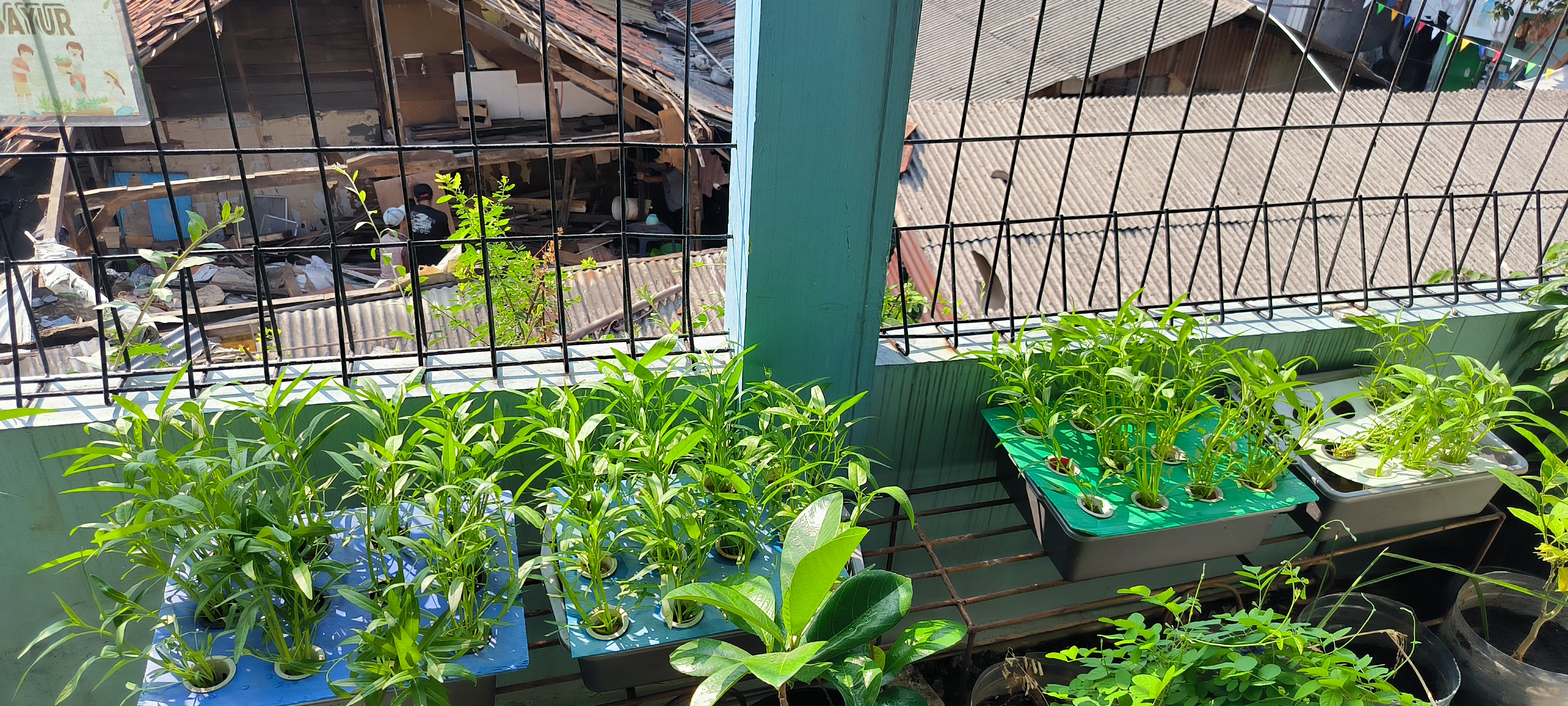 Lahan Urban Farming SMKN 43 Jakarta - Gambar 156