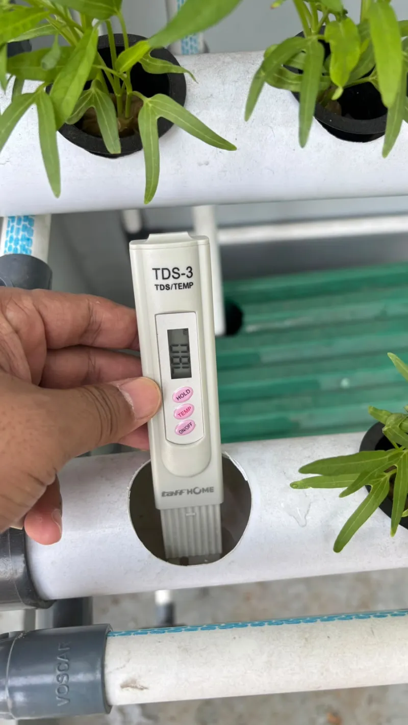 Lahan Urban Farming SMAN 116 Jakarta - Gambar 112