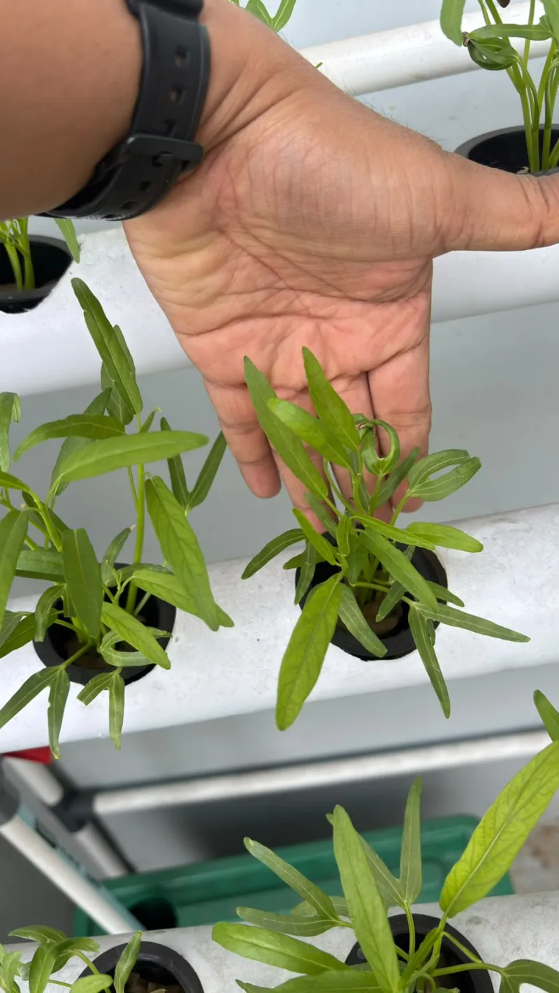 Lahan Urban Farming SMAN 116 Jakarta - Gambar 114