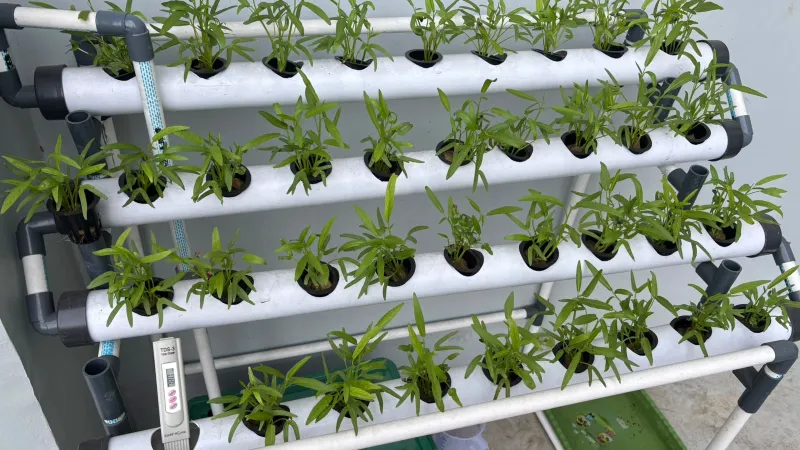 Lahan Urban Farming SMAN 116 Jakarta - Gambar 113