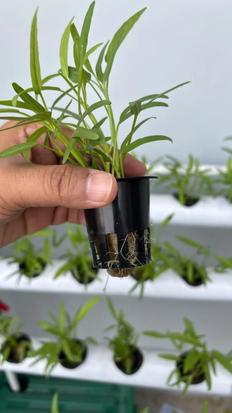 Lahan Urban Farming SMAN 116 Jakarta - Gambar 111