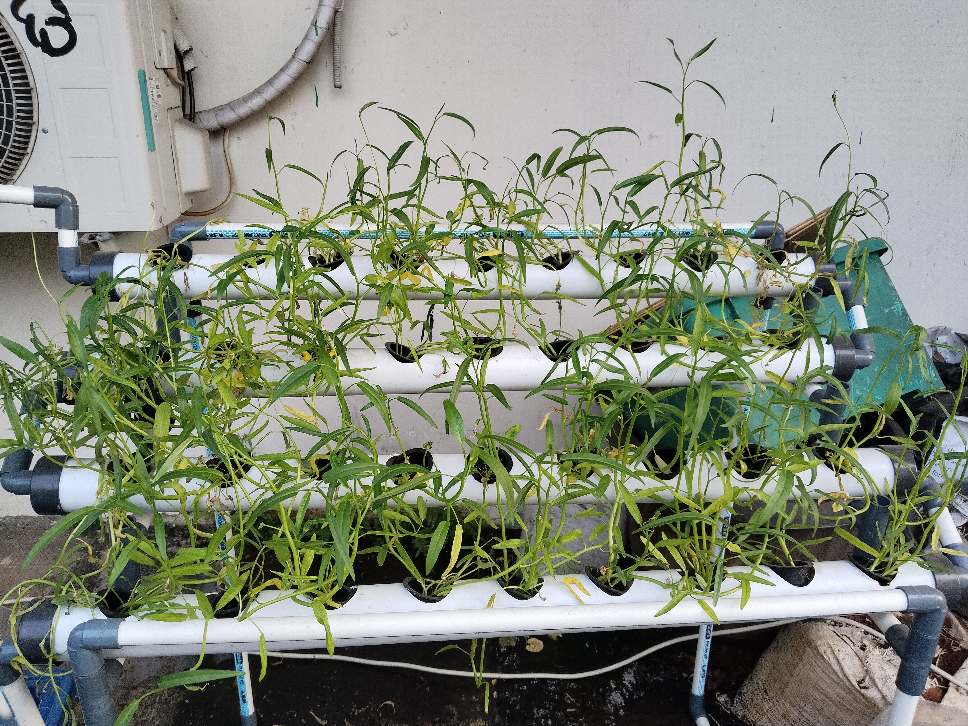 Lahan Urban Farming SMKN 62 Jakarta - Gambar 44