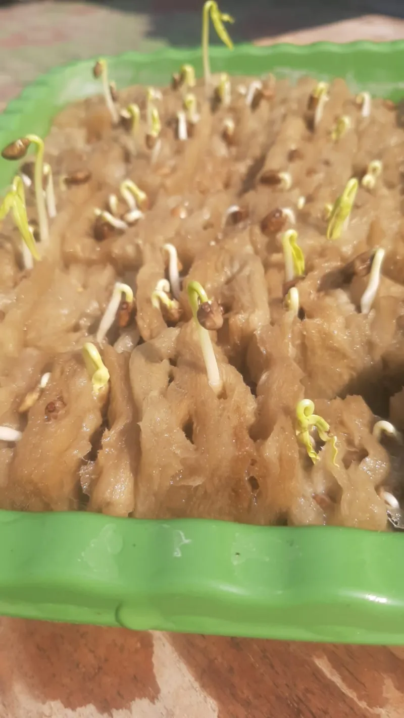 Lahan Urban Farming SMKN 20 Jakarta - Gambar 99