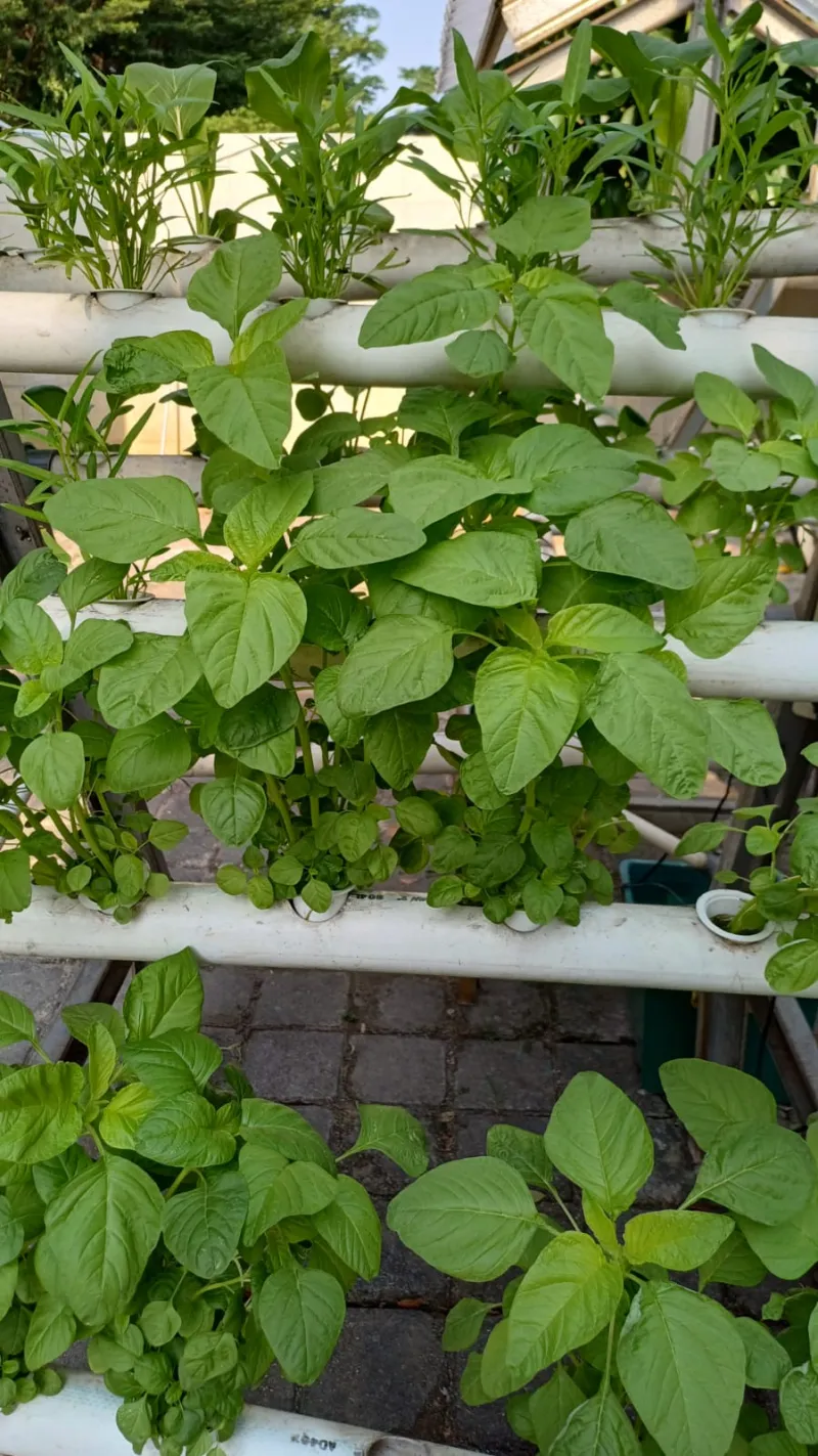 Lahan Urban Farming SMKN 59 Jakarta - Gambar 186