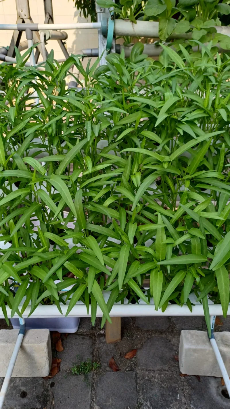 Lahan Urban Farming SMKN 59 Jakarta - Gambar 185