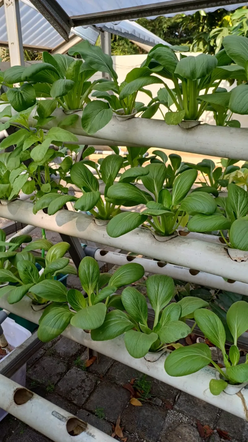 Lahan Urban Farming SMKN 59 Jakarta - Gambar 183