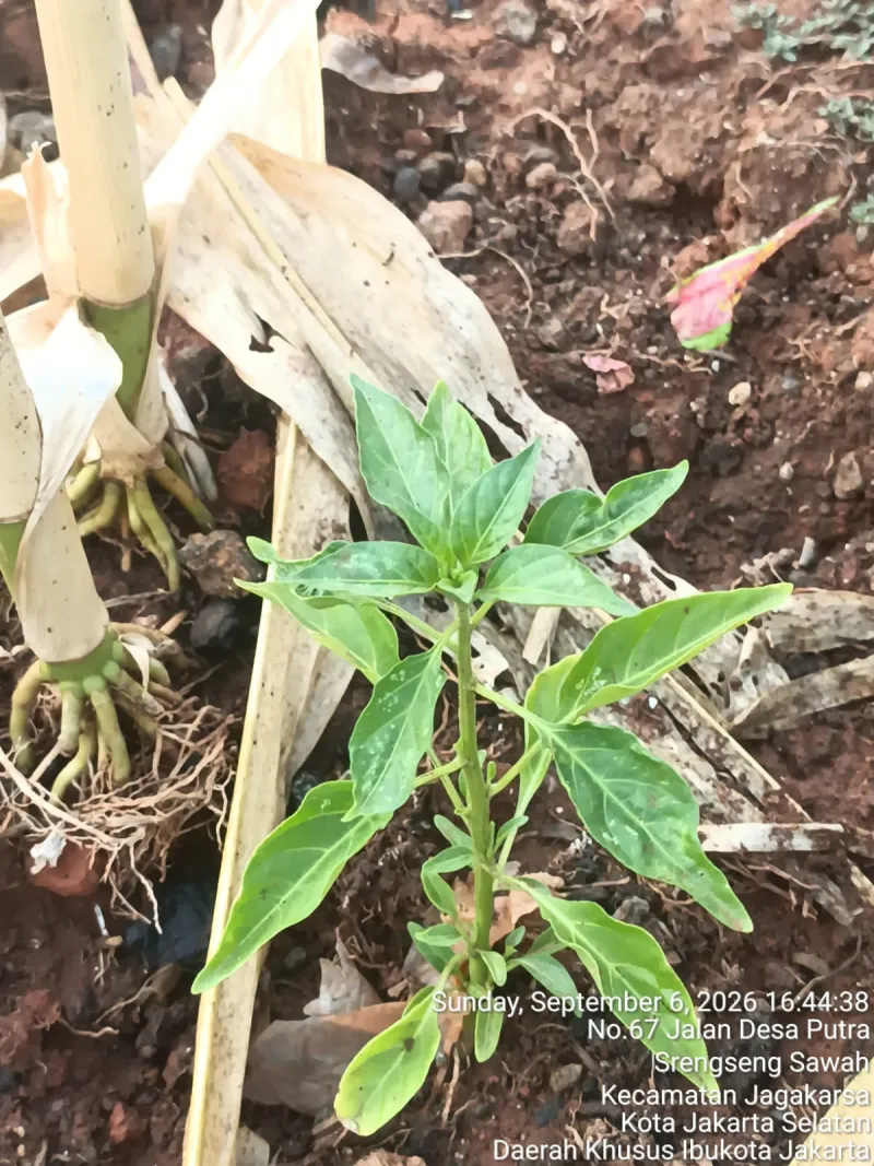 KEBUN SMKN 74 JAGAKARSA JAKARTA SELATAN - Gambar 233