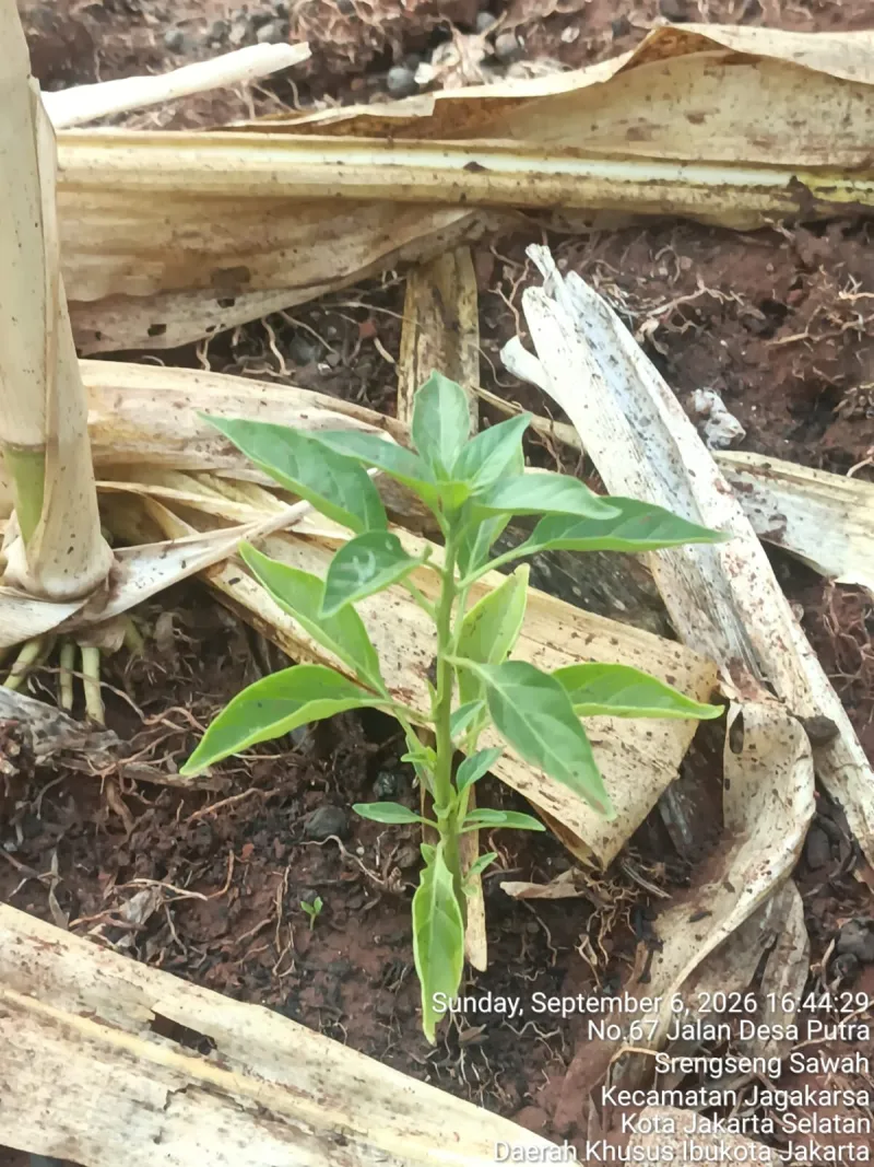 KEBUN SMKN 74 JAGAKARSA JAKARTA SELATAN - Gambar 230
