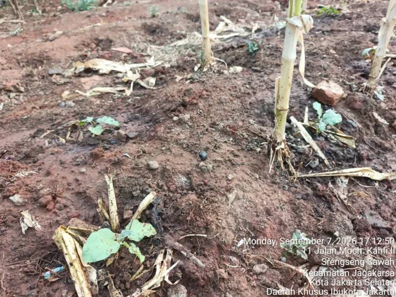 KEBUN SMKN 74 JAGAKARSA JAKARTA SELATAN - Gambar 224