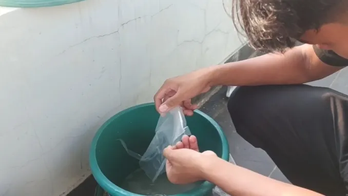 KEBUN SMKN 74 JAGAKARSA JAKARTA SELATAN - Gambar 219