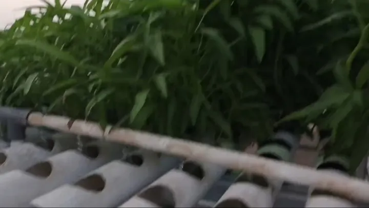 KEBUN SMKN 74 JAGAKARSA JAKARTA SELATAN - Gambar 215