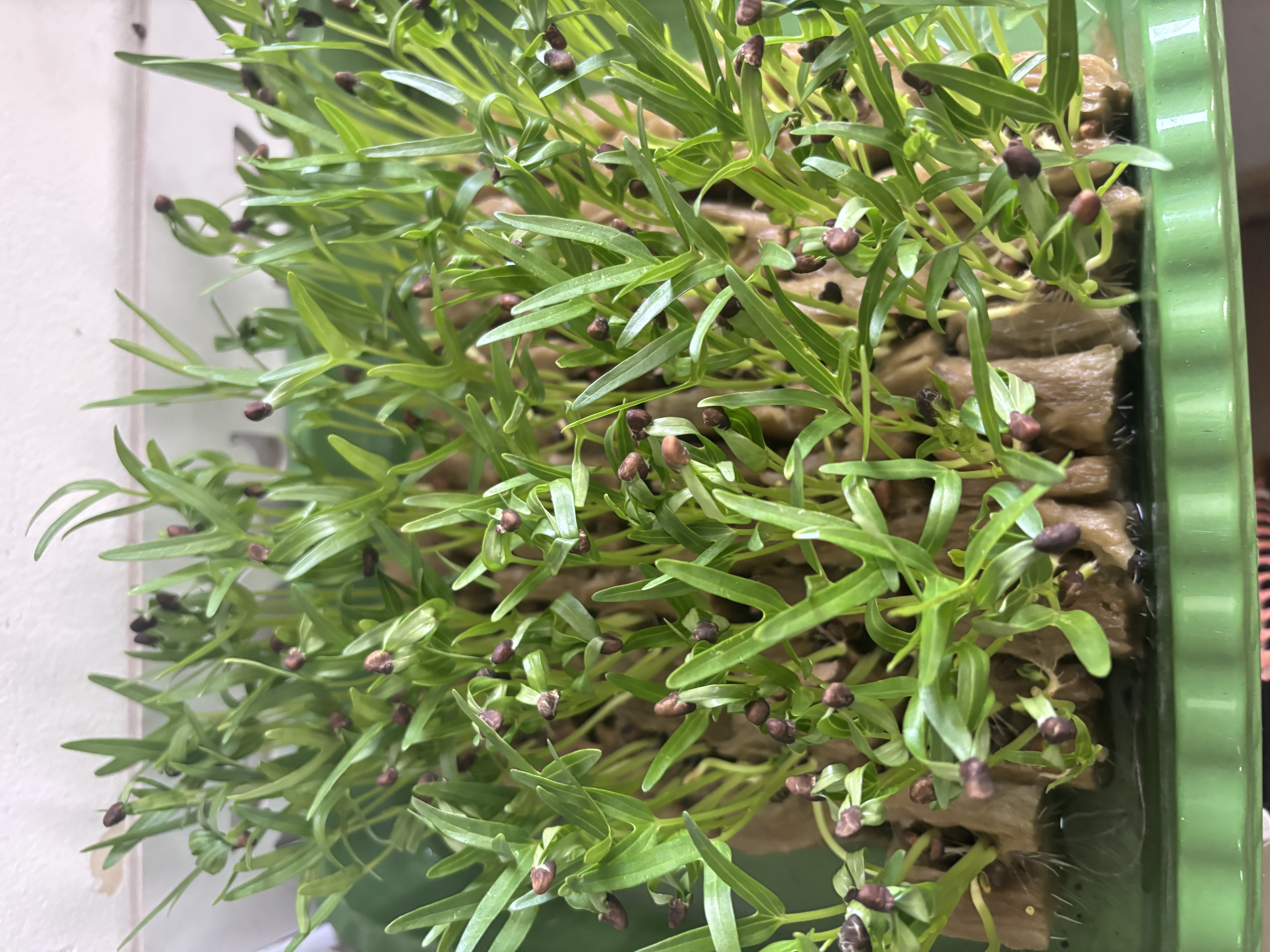 Lahan Urban Farming SLB A Pembina Tingkat Nasional - Gambar 92