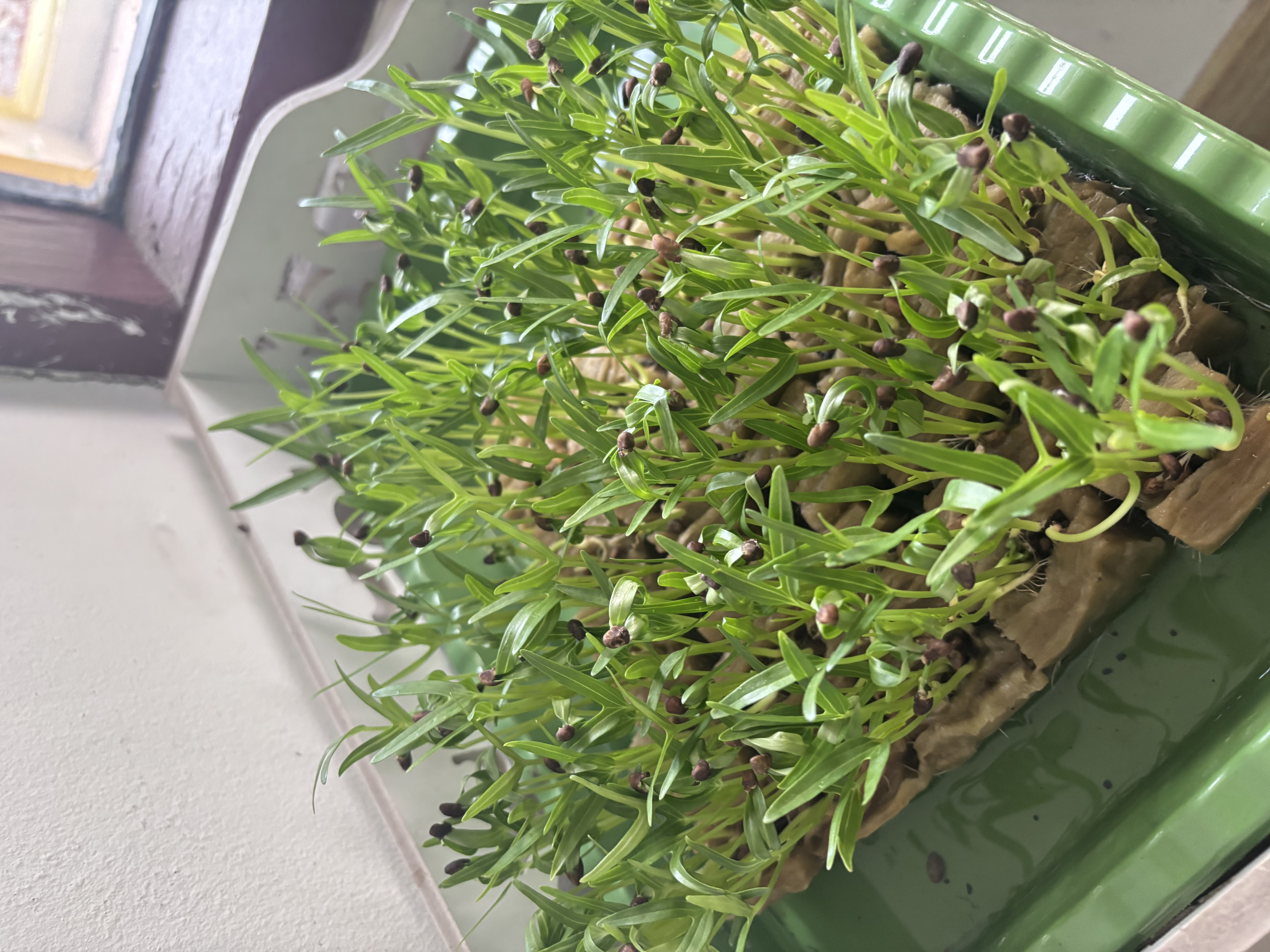 Lahan Urban Farming SLB A Pembina Tingkat Nasional - Gambar 94