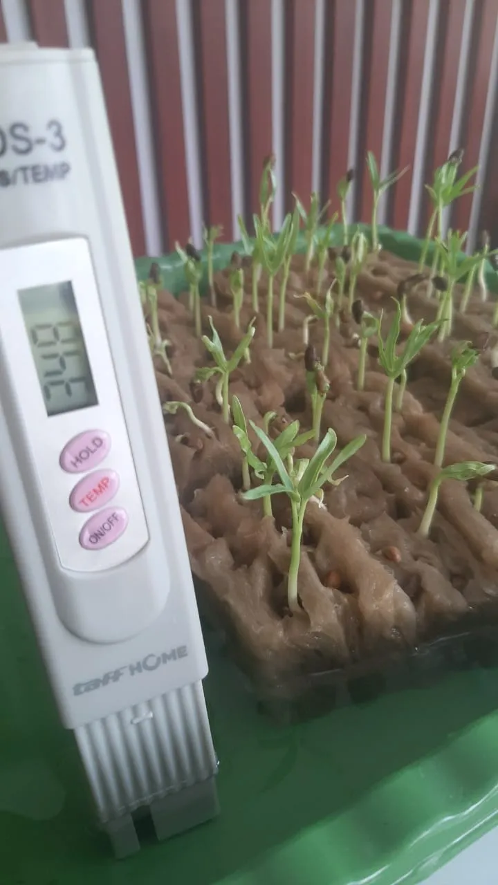 Lahan Urban Farming SMKN 20 Jakarta - Gambar 94