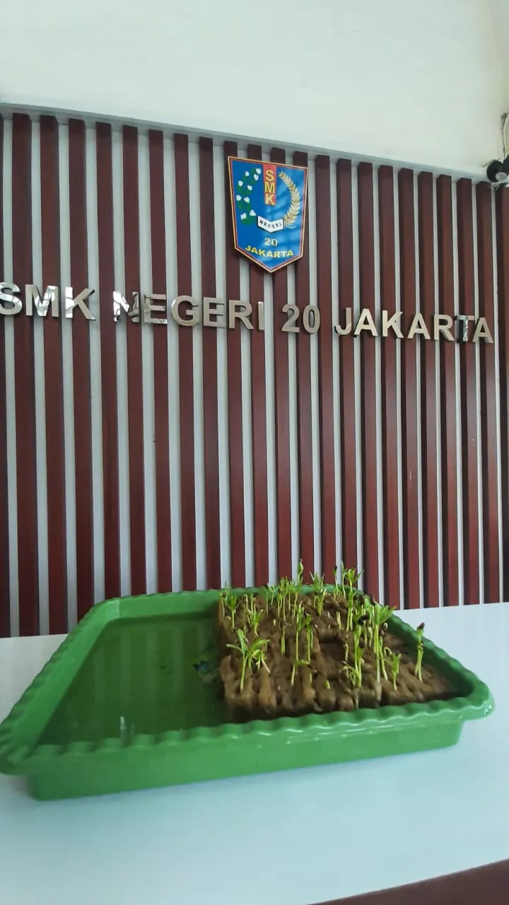 Lahan Urban Farming SMKN 20 Jakarta - Gambar 95