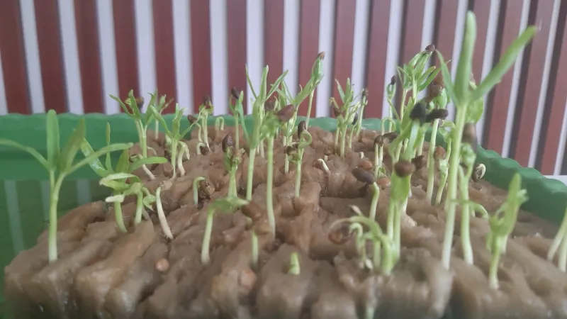 Lahan Urban Farming SMKN 20 Jakarta - Gambar 96