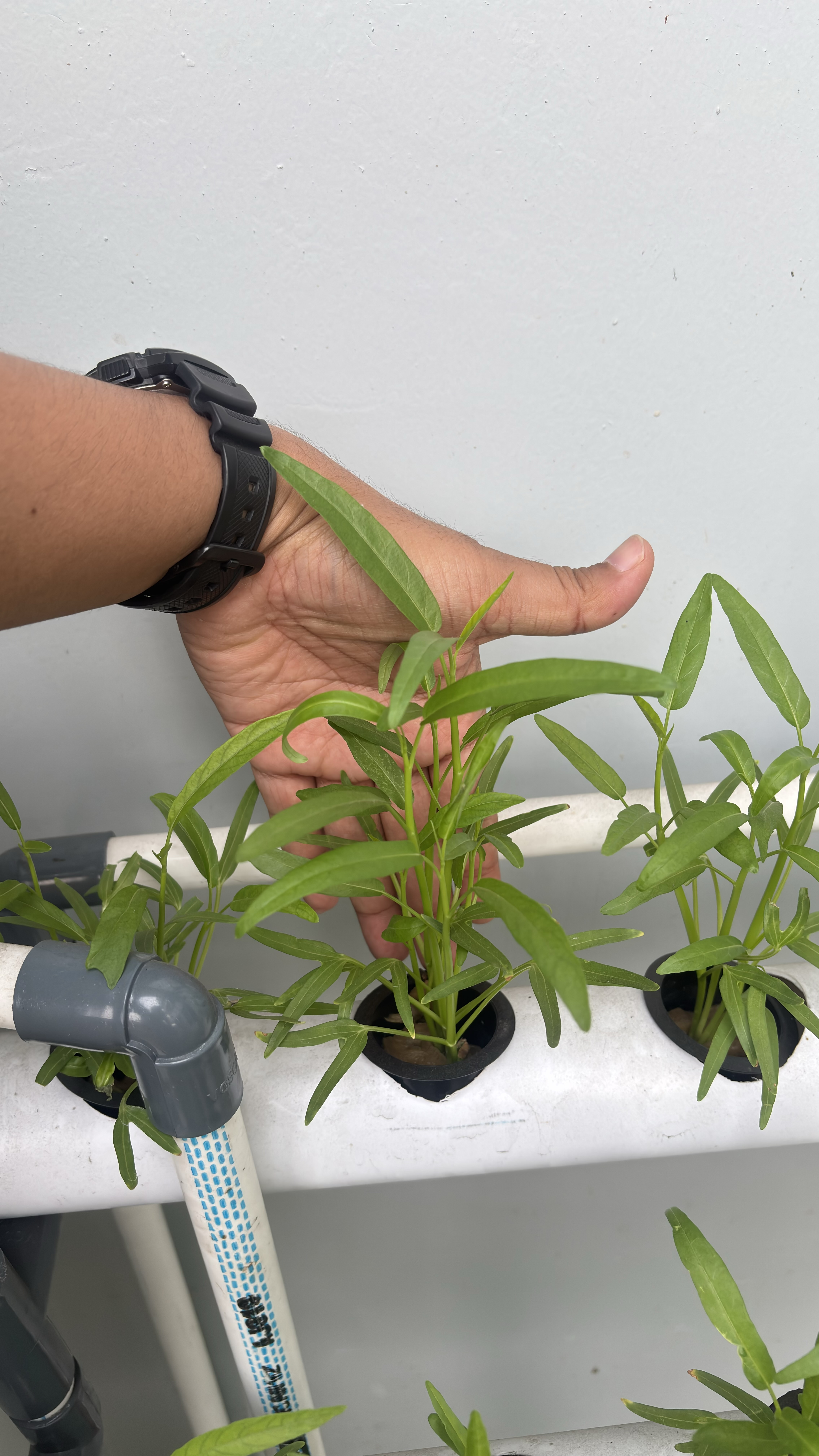 Lahan Urban Farming SMAN 116 Jakarta - Gambar 107