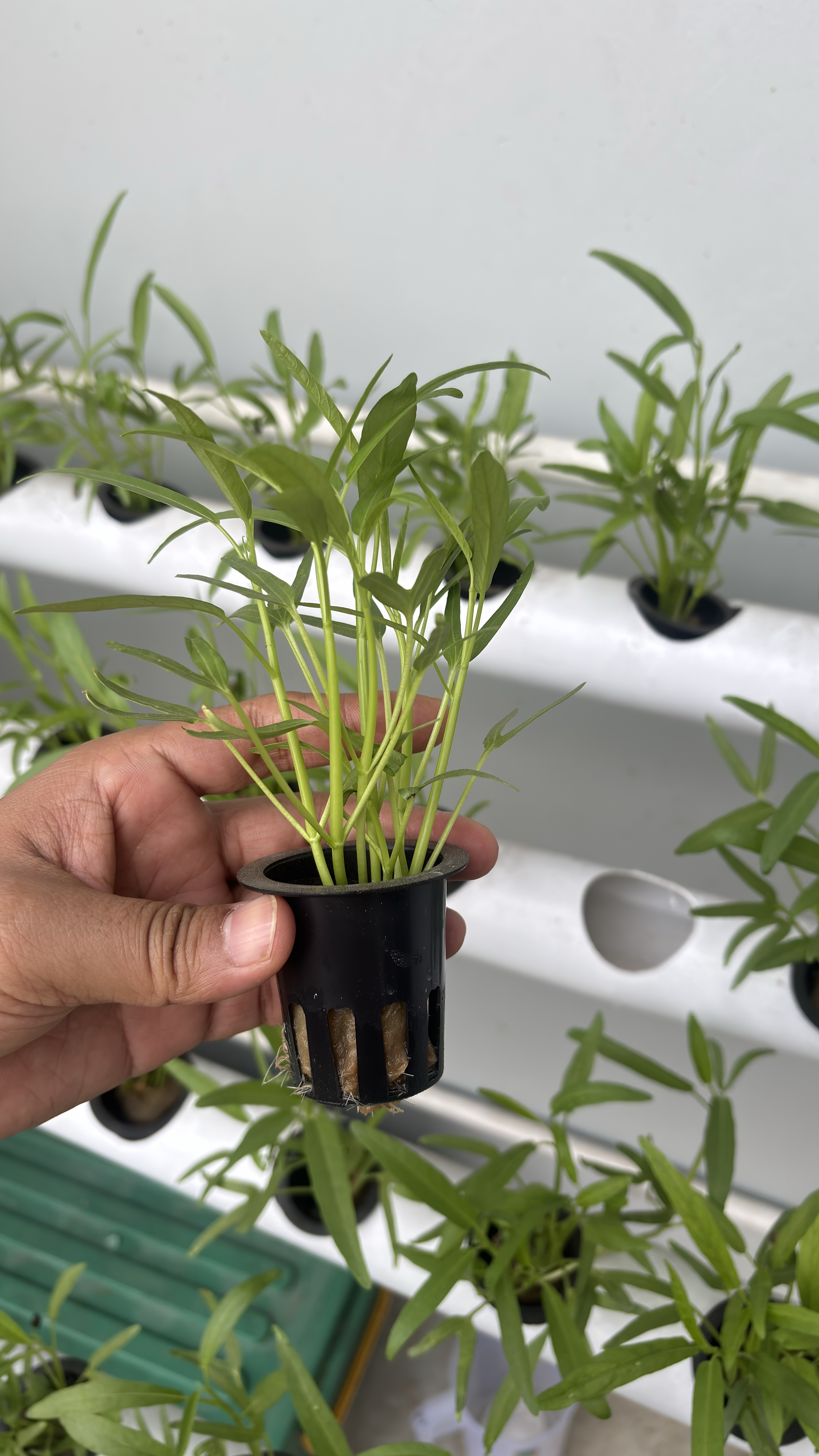 Lahan Urban Farming SMAN 116 Jakarta - Gambar 109