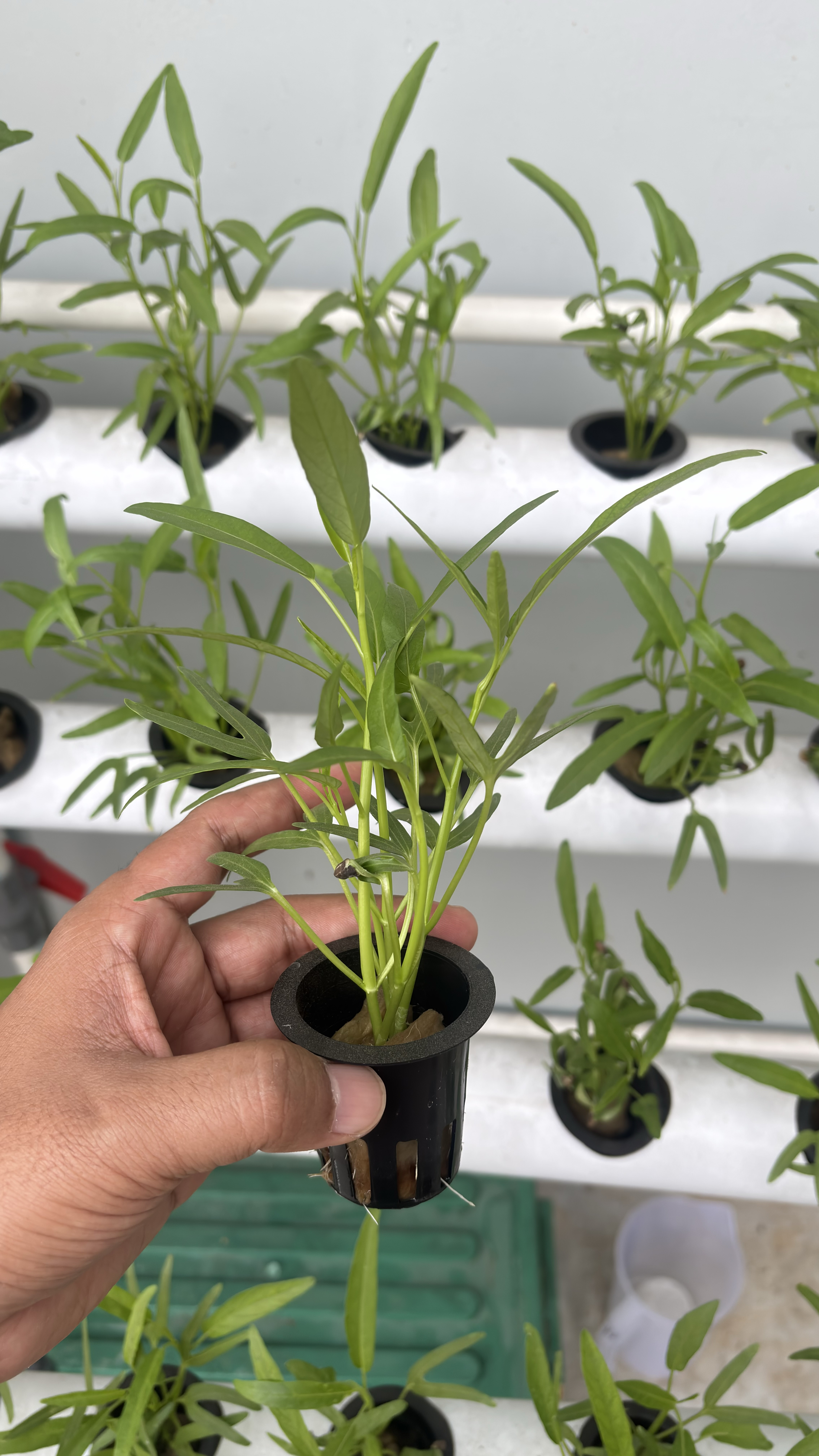 Lahan Urban Farming SMAN 116 Jakarta - Gambar 108