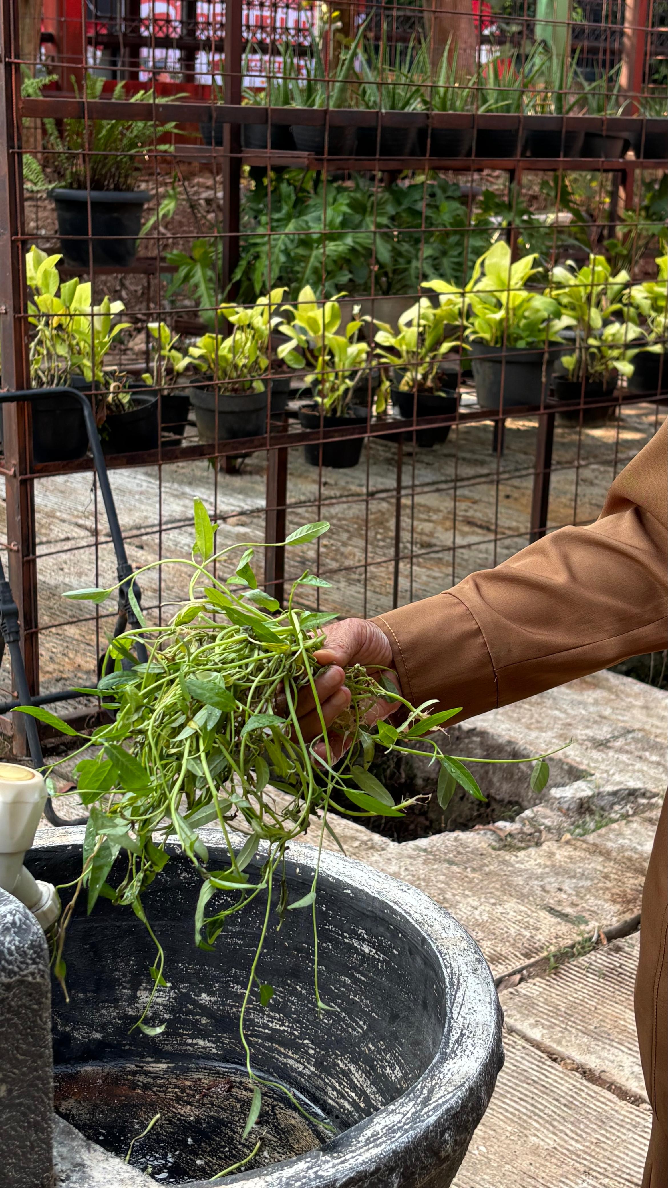 Lahan Urban Farming SMAN 109 Jakarta - Gambar 183