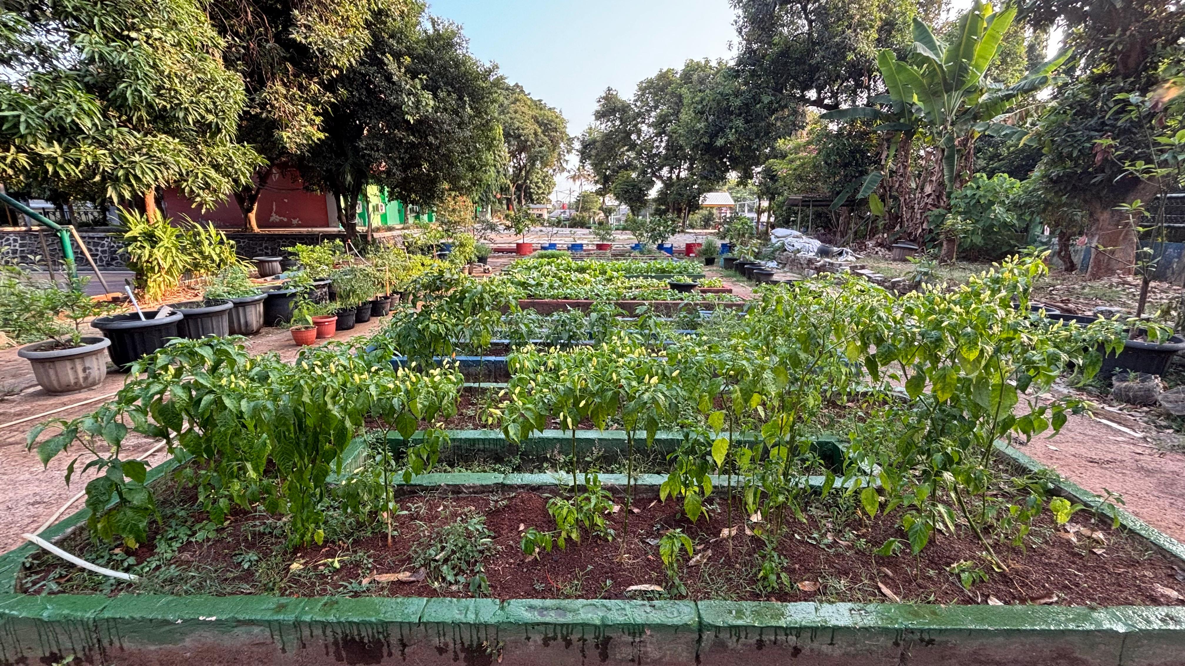 Lahan Urban Farming SMAN 109 Jakarta - Gambar 187