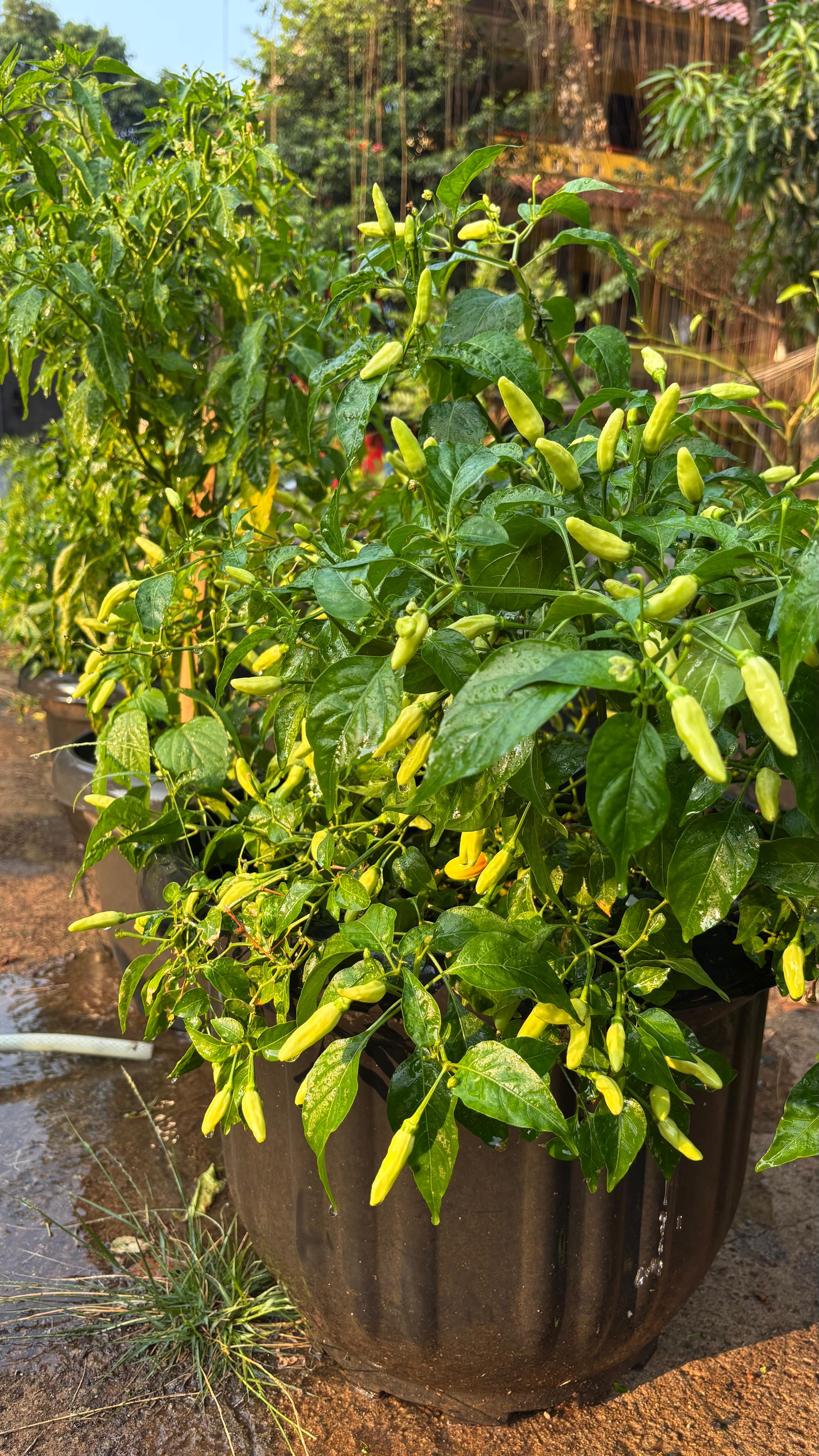 Lahan Urban Farming SMAN 109 Jakarta - Gambar 188