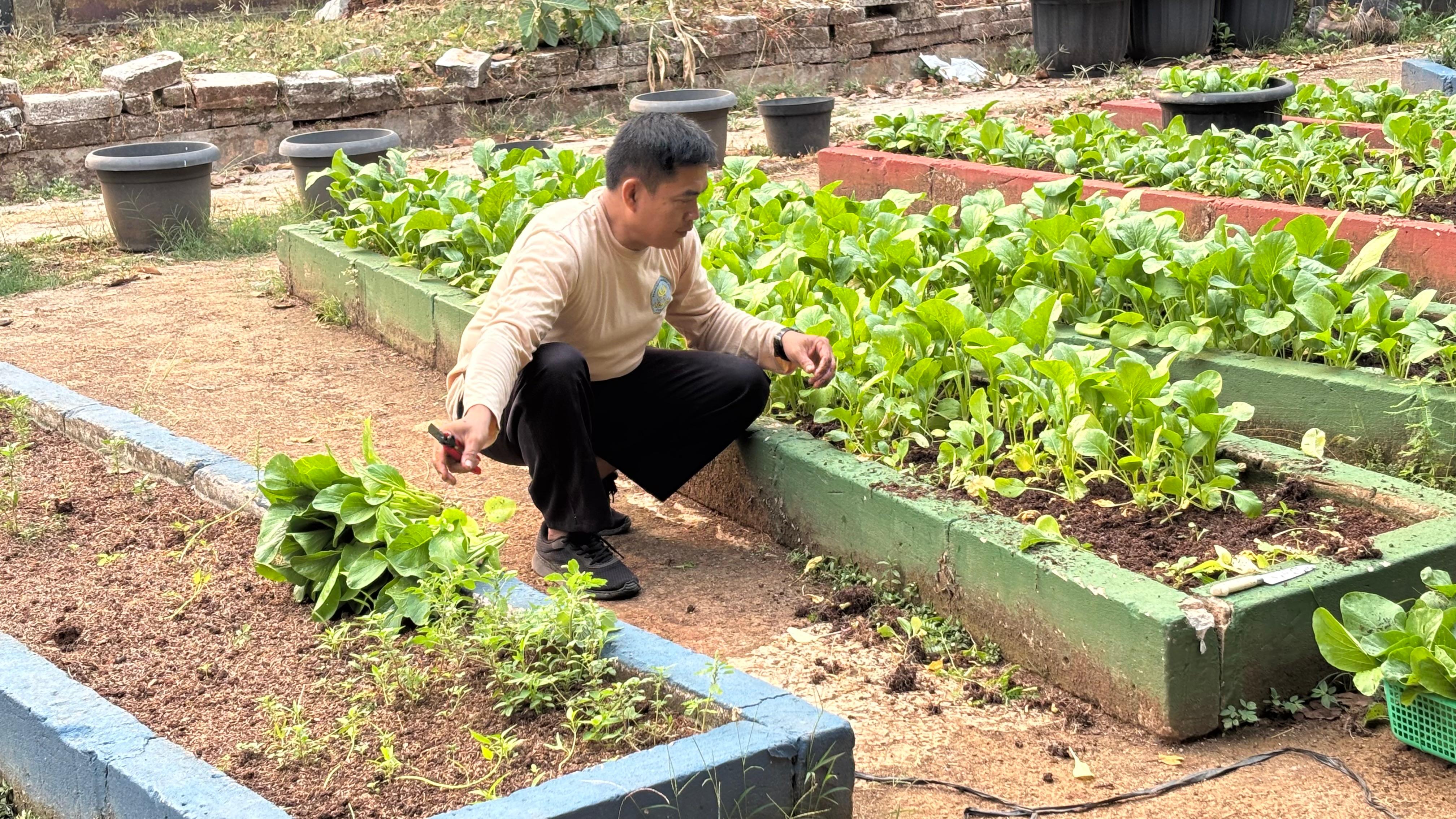Lahan Urban Farming SMAN 109 Jakarta - Gambar 179