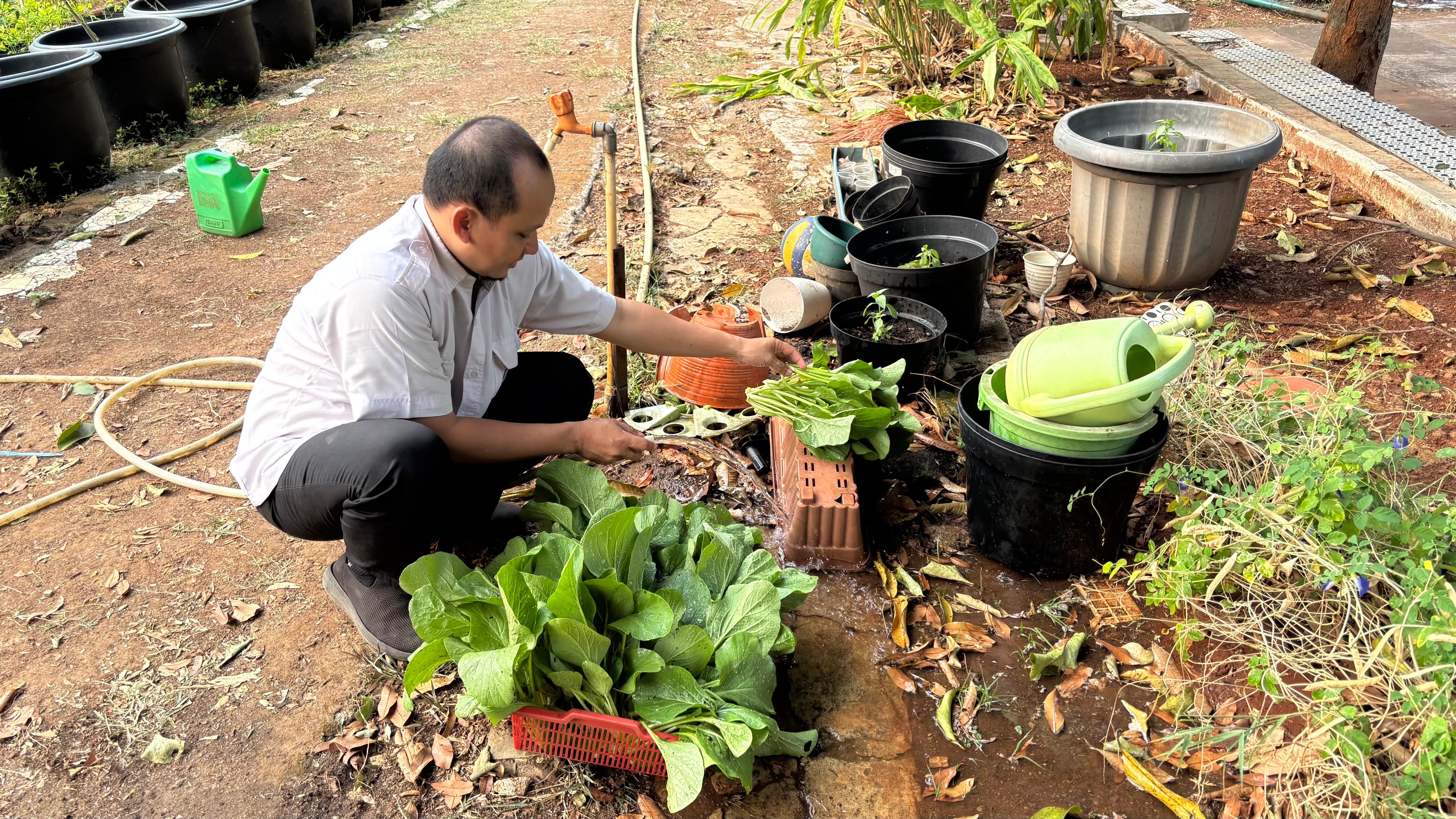 Lahan Urban Farming SMAN 109 Jakarta - Gambar 182