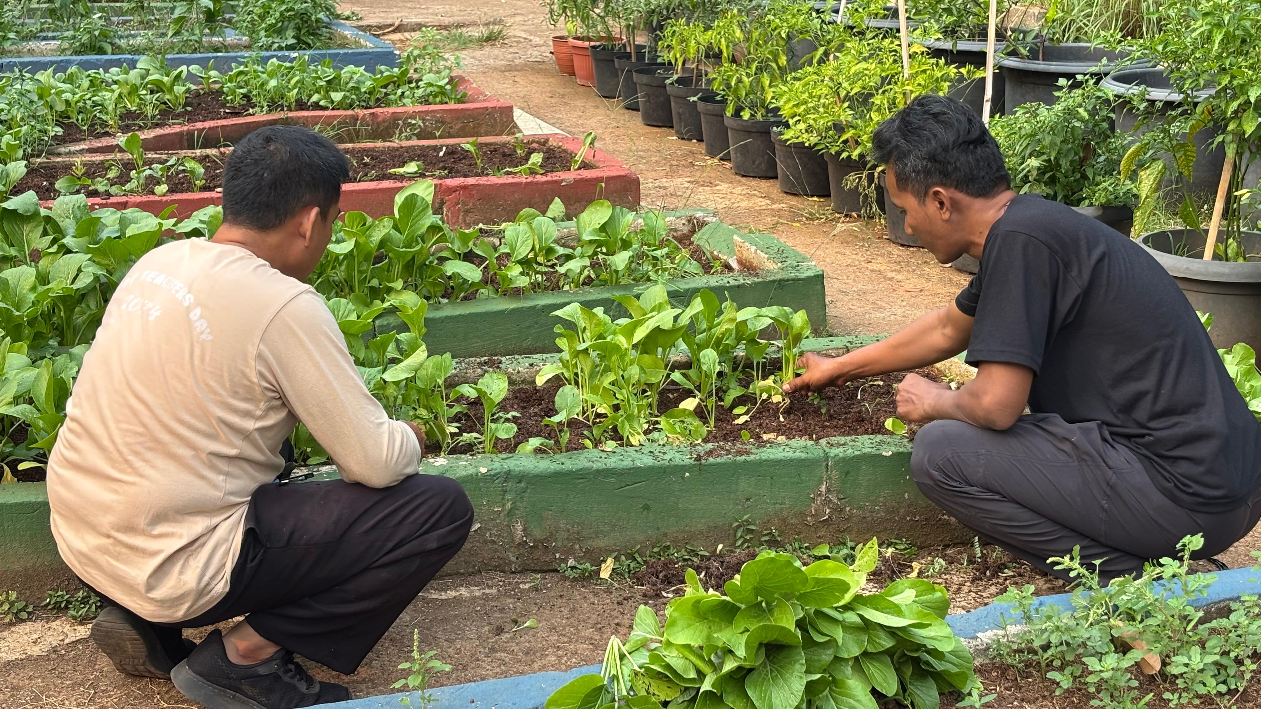 Lahan Urban Farming SMAN 109 Jakarta - Gambar 180