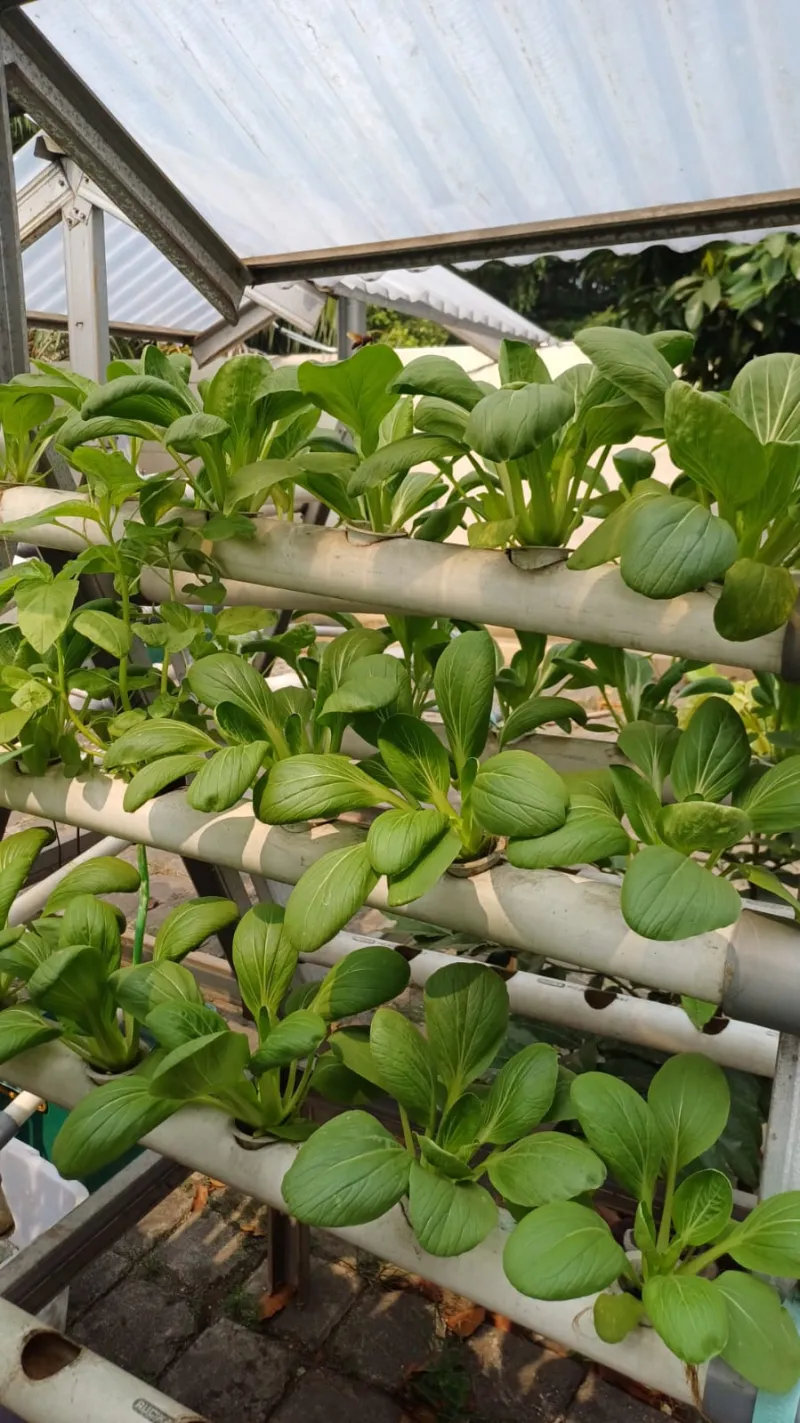Lahan Urban Farming SMKN 59 Jakarta - Gambar 182