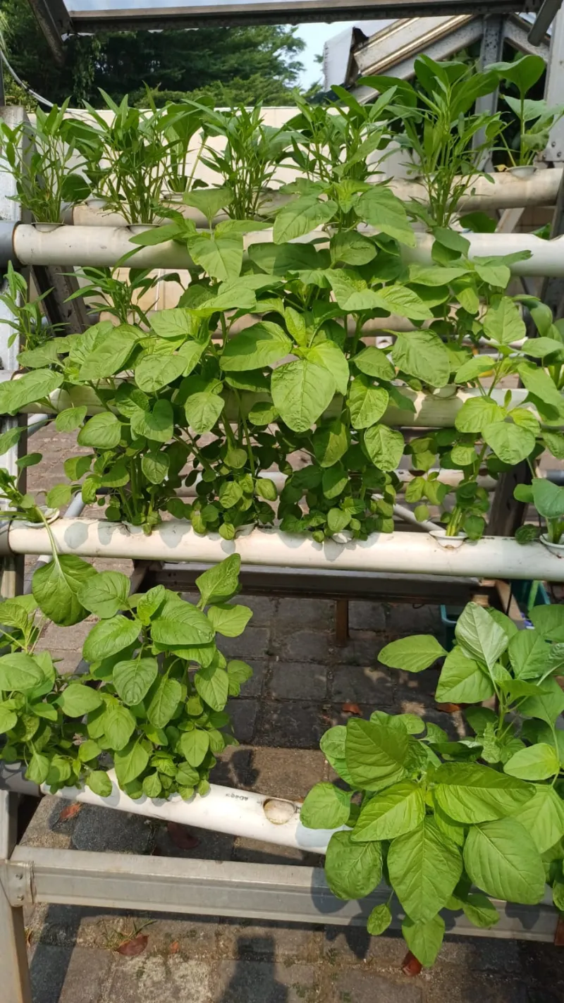 Lahan Urban Farming SMKN 59 Jakarta - Gambar 179