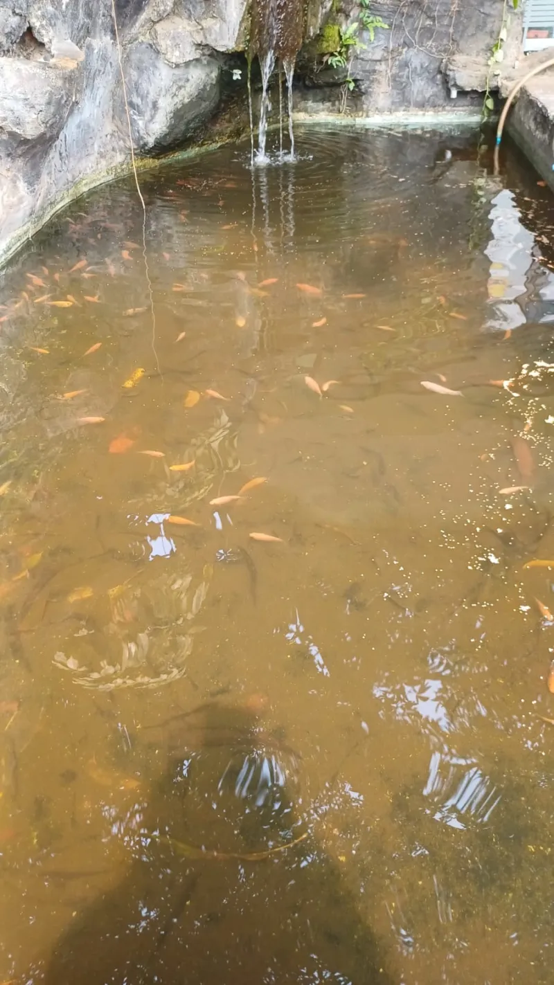 Lahan Urban Farming SMKN 59 Jakarta - Gambar 178