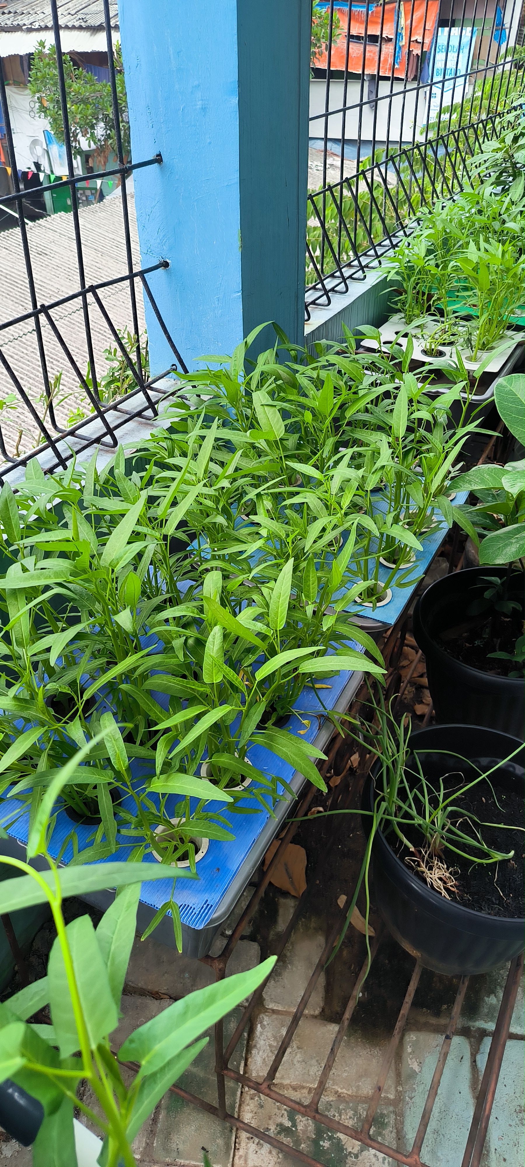 Lahan Urban Farming SMKN 43 Jakarta - Gambar 153