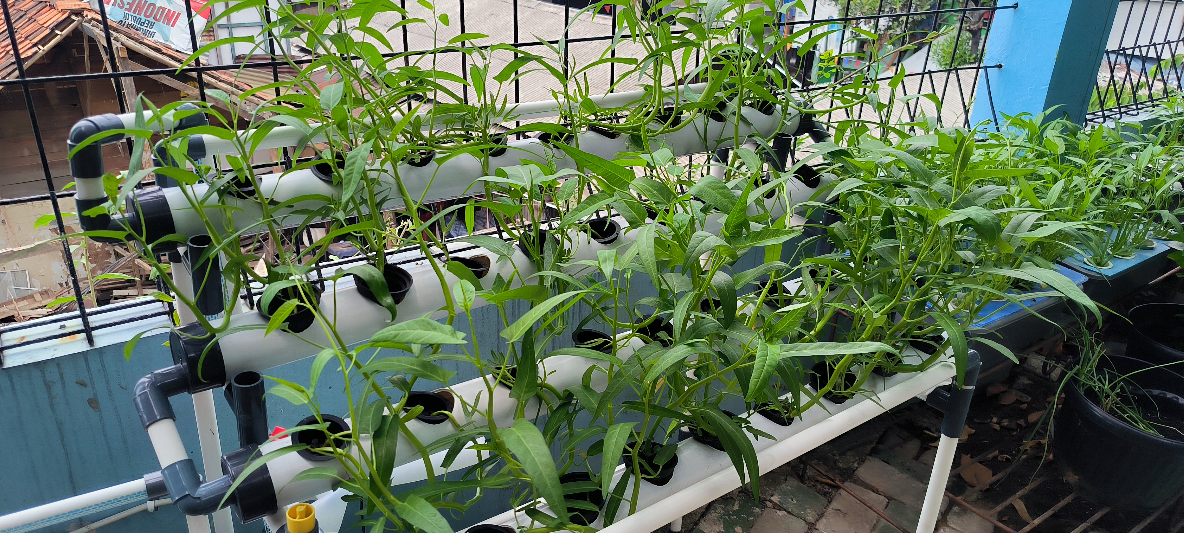 Lahan Urban Farming SMKN 43 Jakarta - Gambar 154