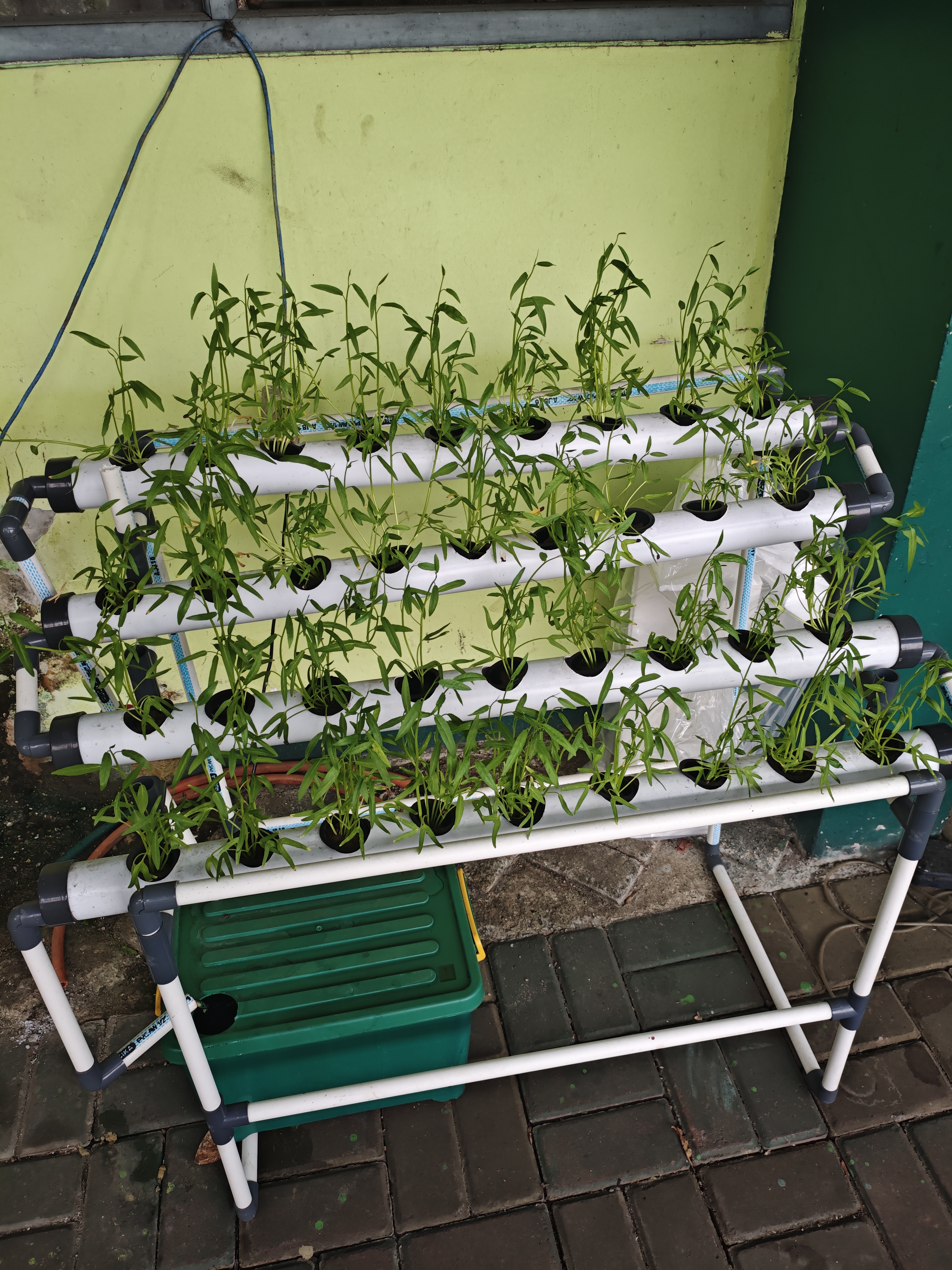 Lahan Urban Farming SMAN 63 Jakarta - Gambar 62